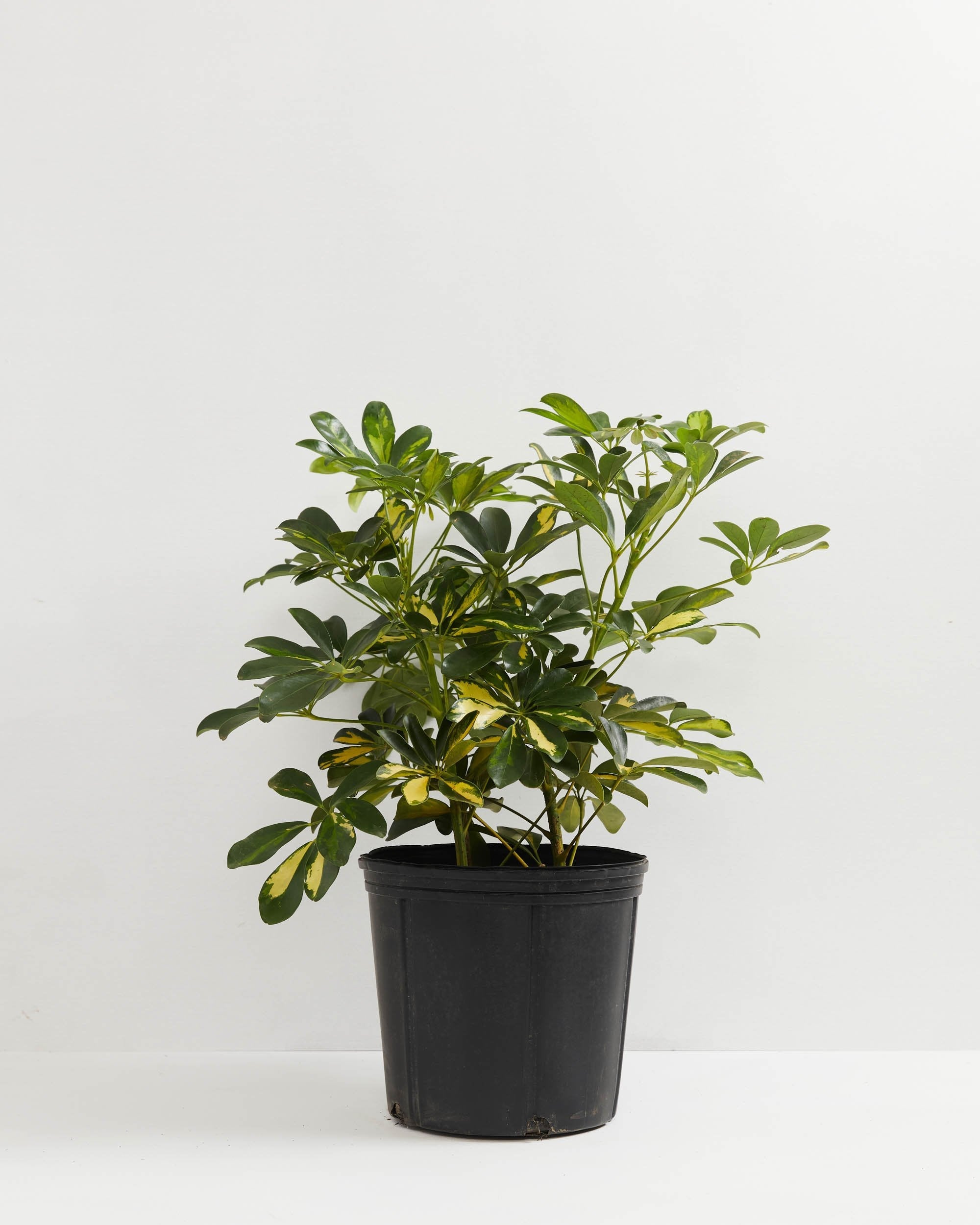 Umbrella Plant (Schefflera Gold Capella)