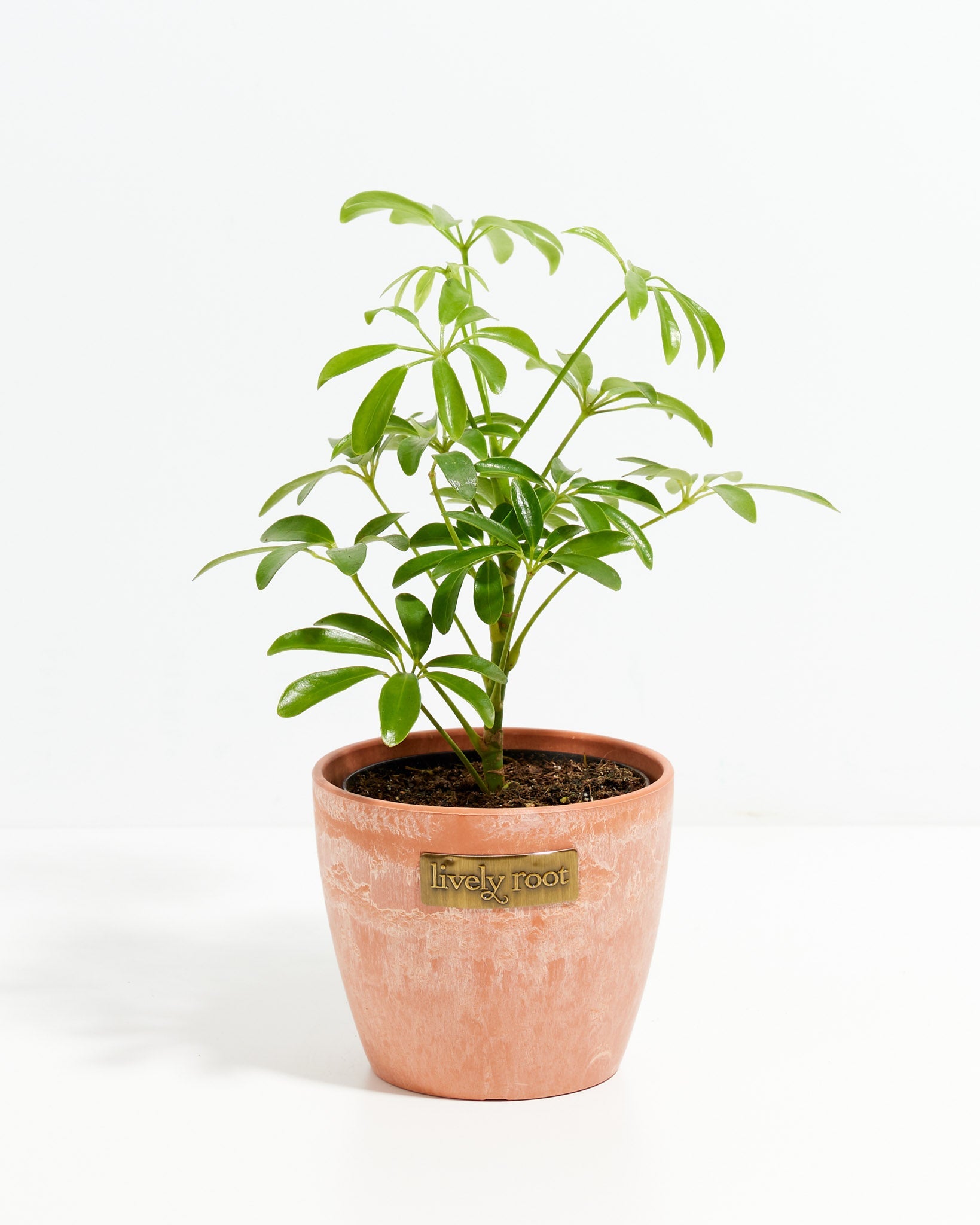Umbrella Plant (Schefflera Gold Capella)