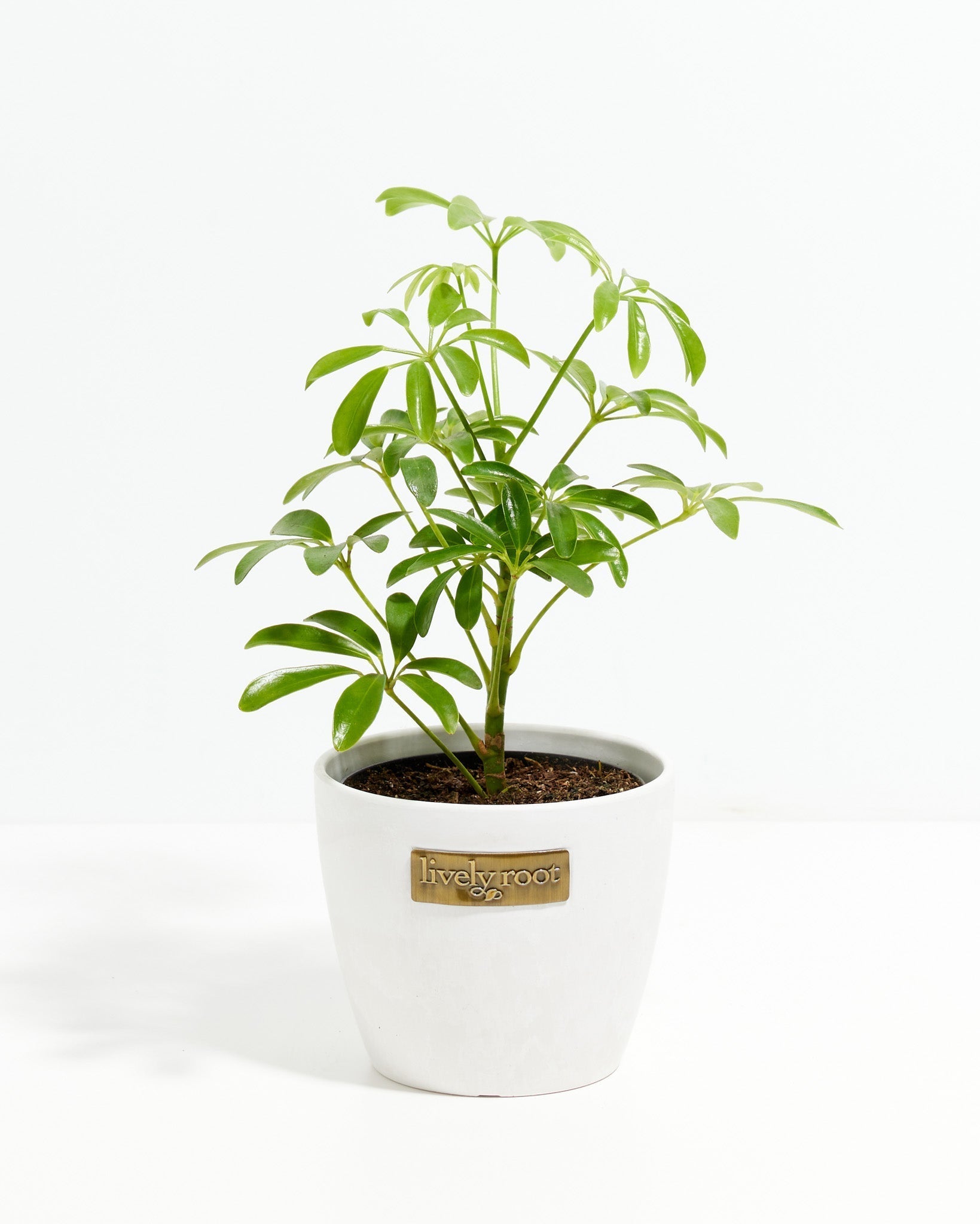 Umbrella Plant (Schefflera Gold Capella)