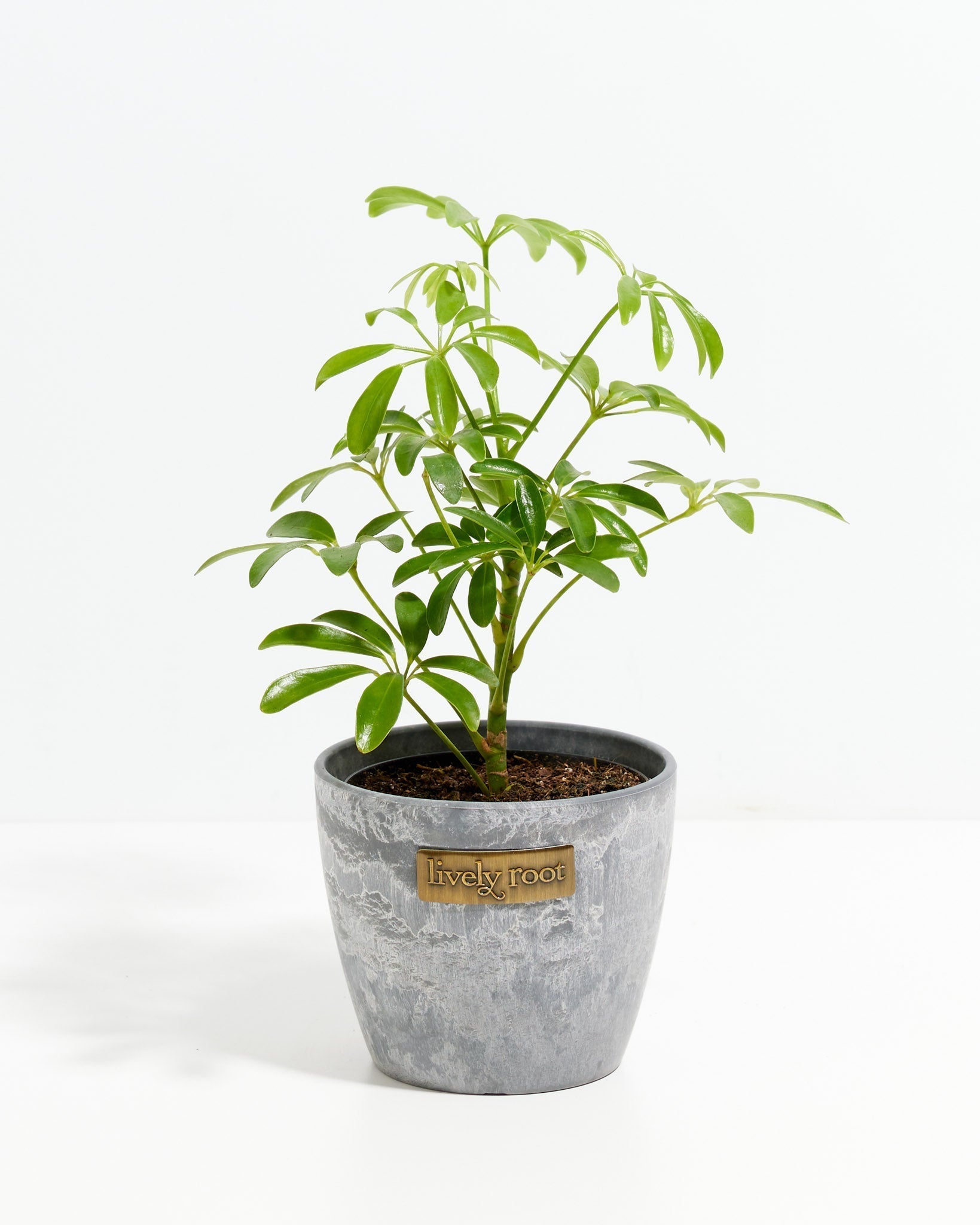 Umbrella Plant (Schefflera Gold Capella)