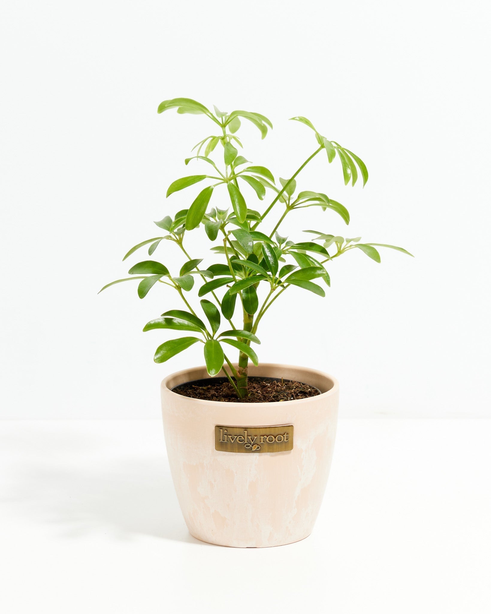 Umbrella Plant (Schefflera Gold Capella)