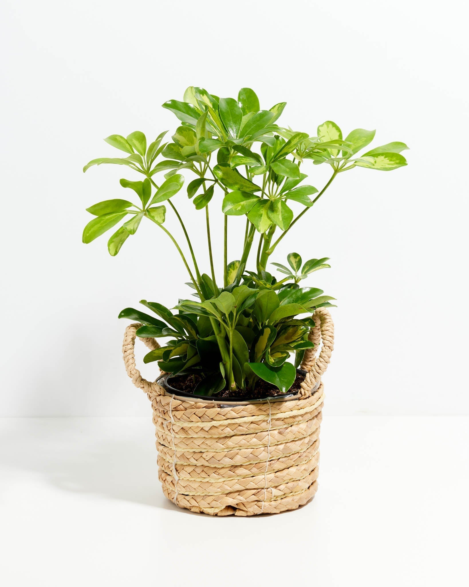 Umbrella Plant (Schefflera Gold Capella)