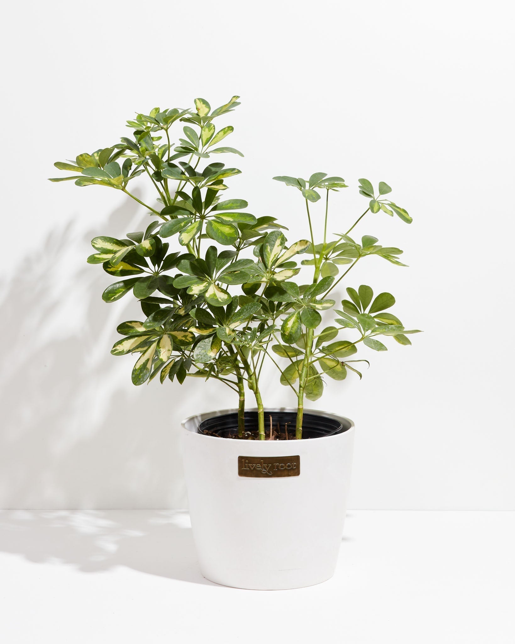 Umbrella Plant (Schefflera Gold Capella)