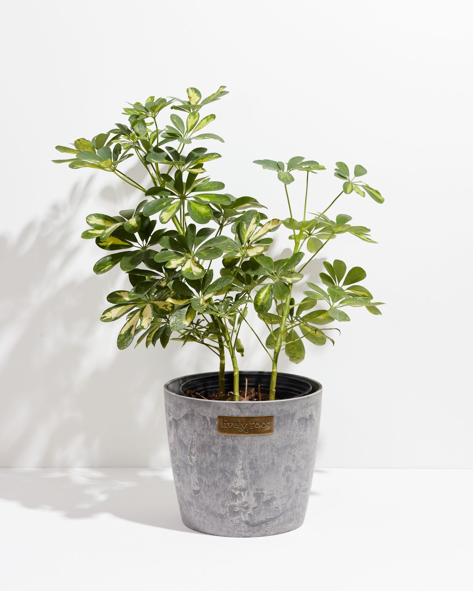 Umbrella Plant (Schefflera Gold Capella)