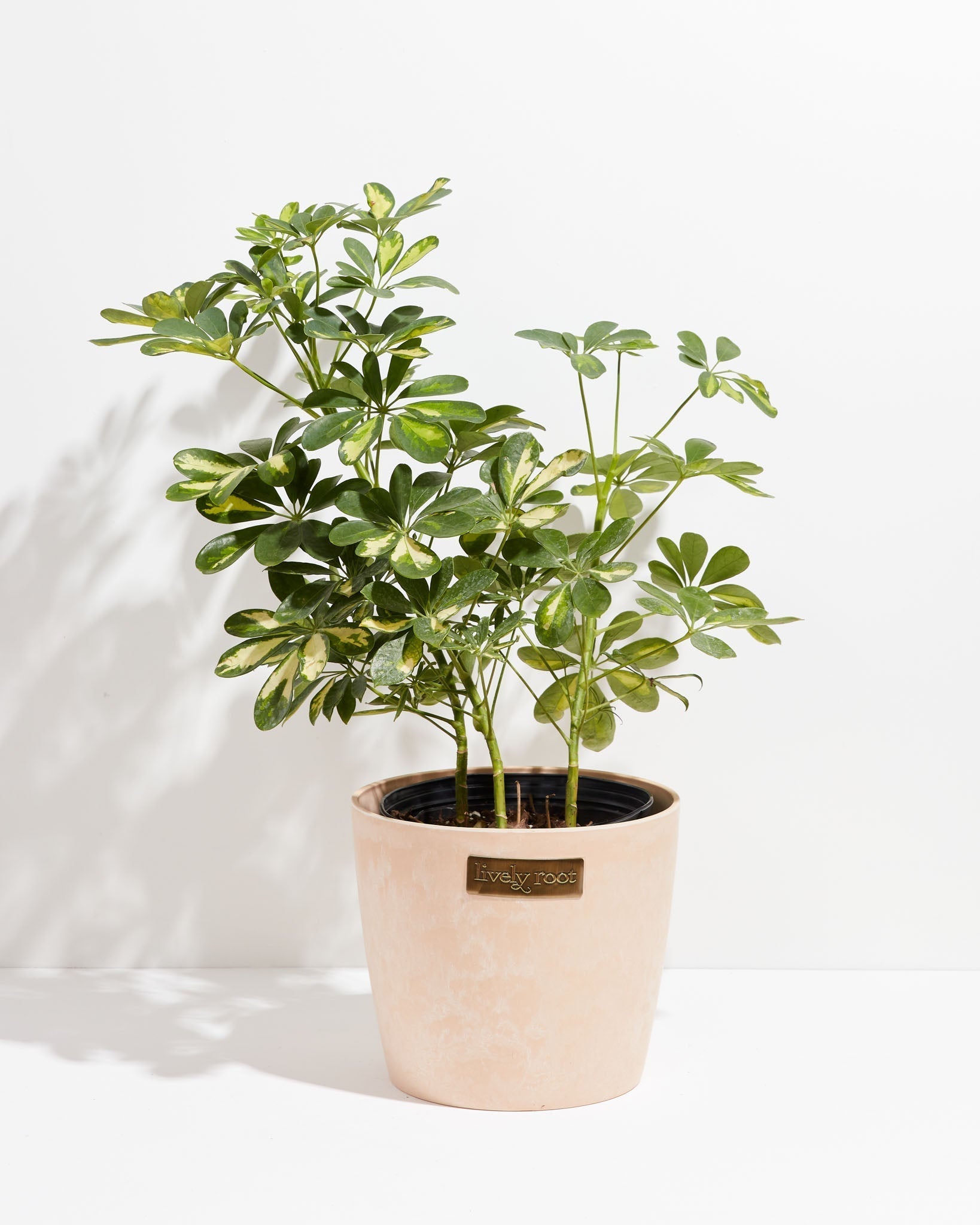 Umbrella Plant (Schefflera Gold Capella)
