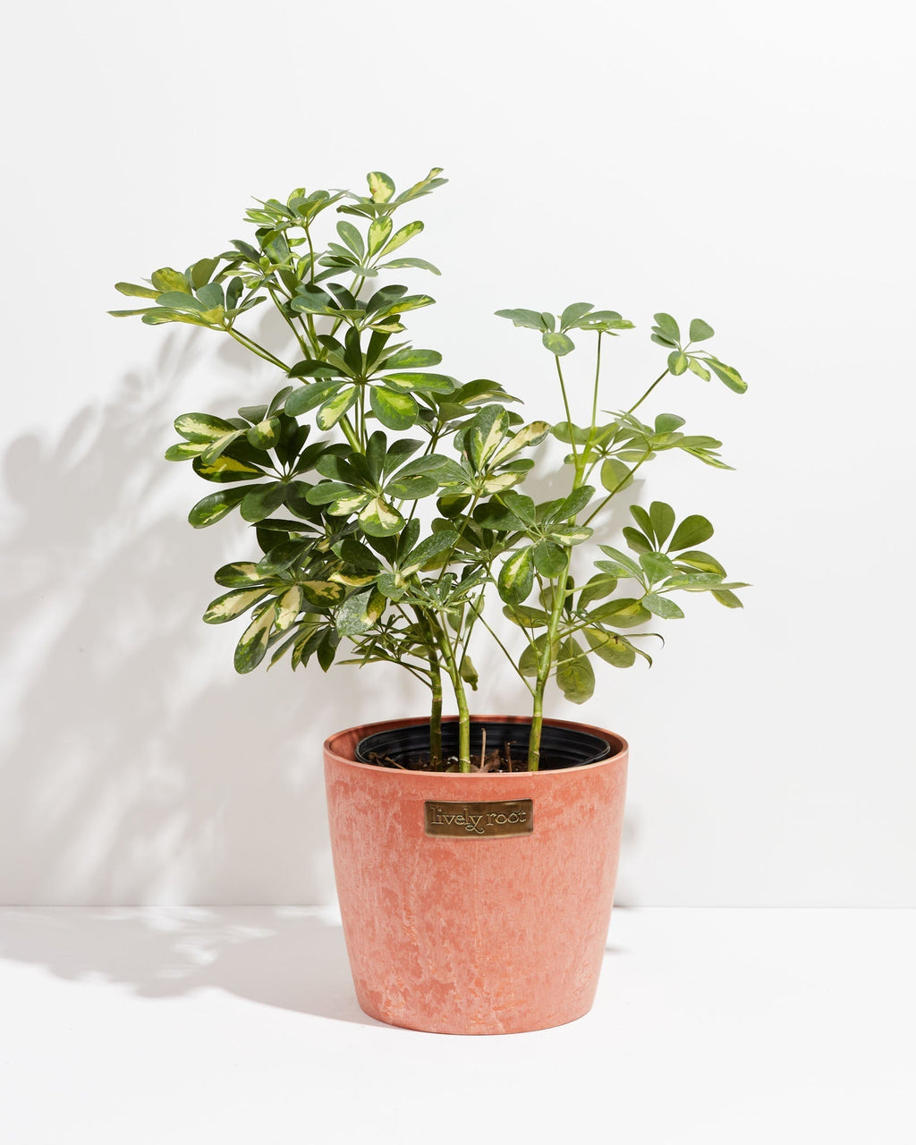 Umbrella Plant (Schefflera Gold Capella)