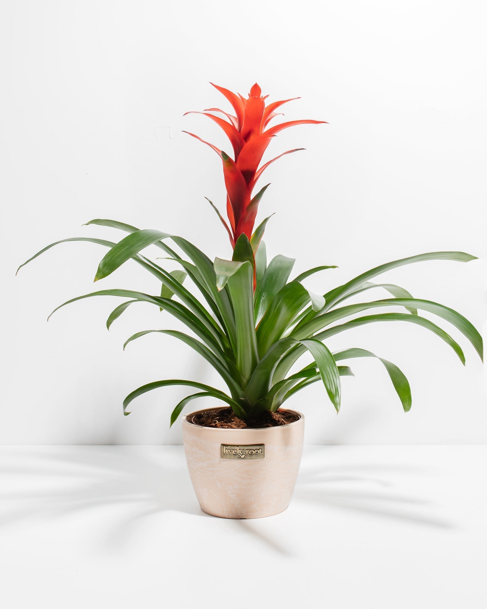 Bromeliad Guzmania