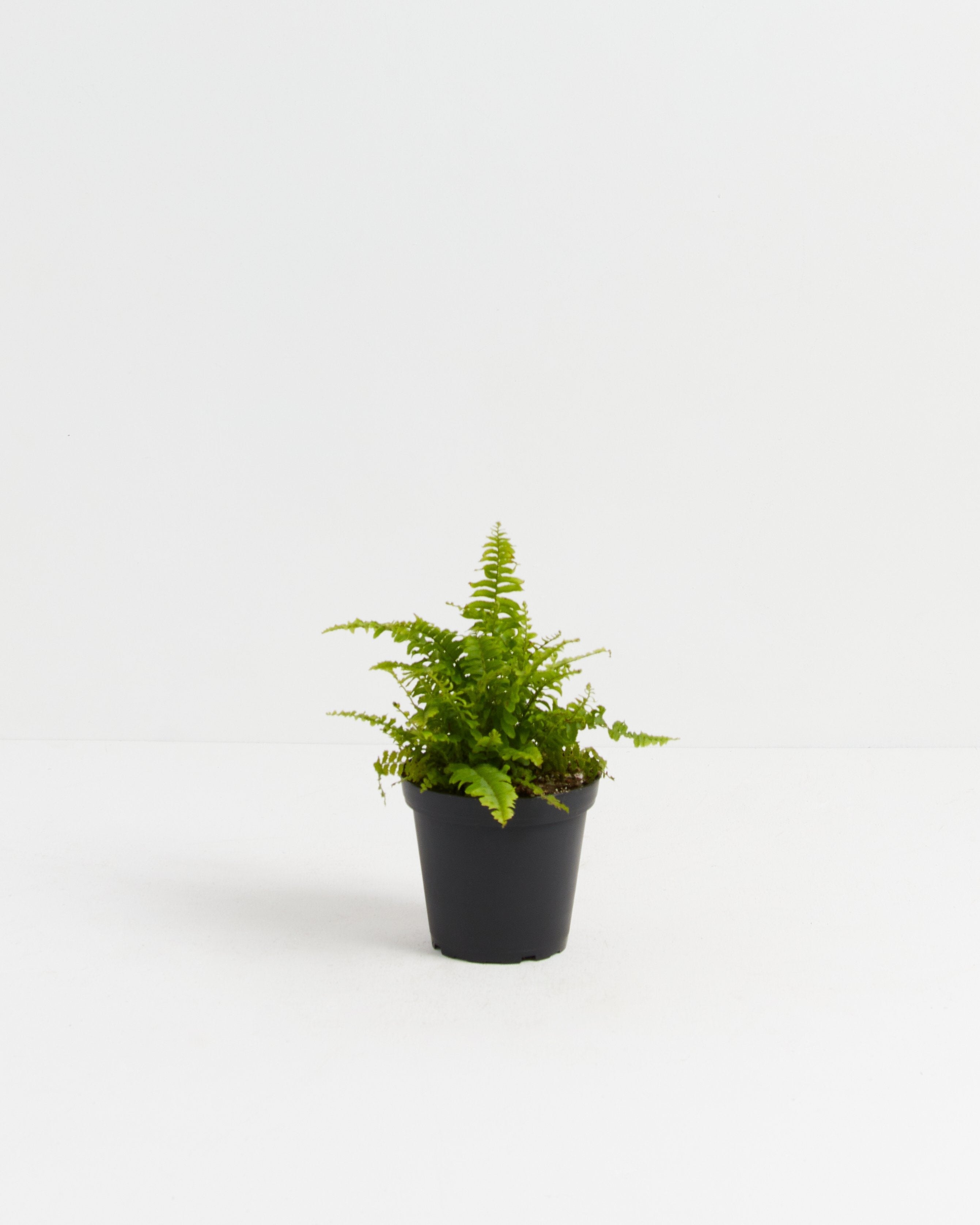 Boston Fern Plant