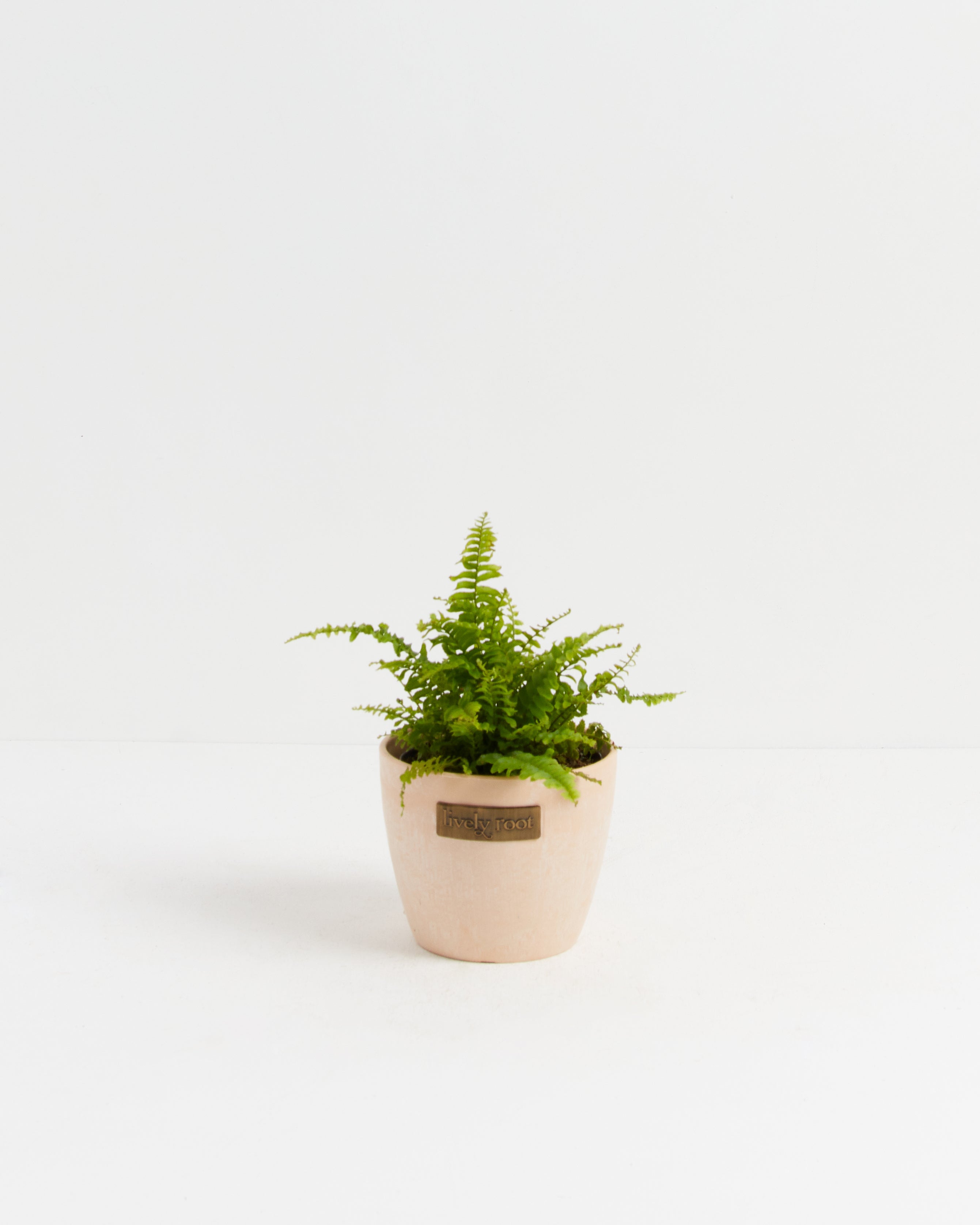 Boston Fern Plant