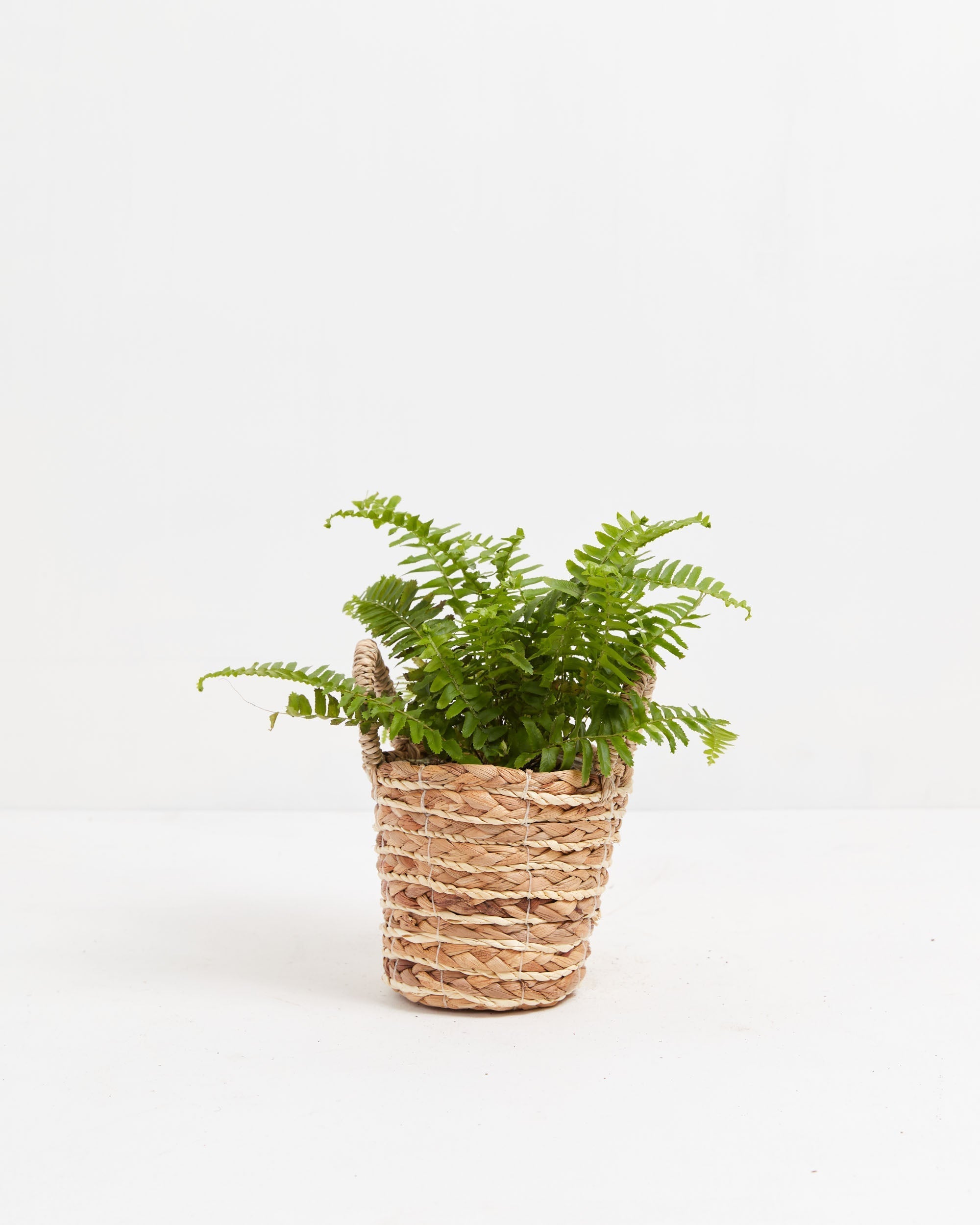 Boston Fern Plant