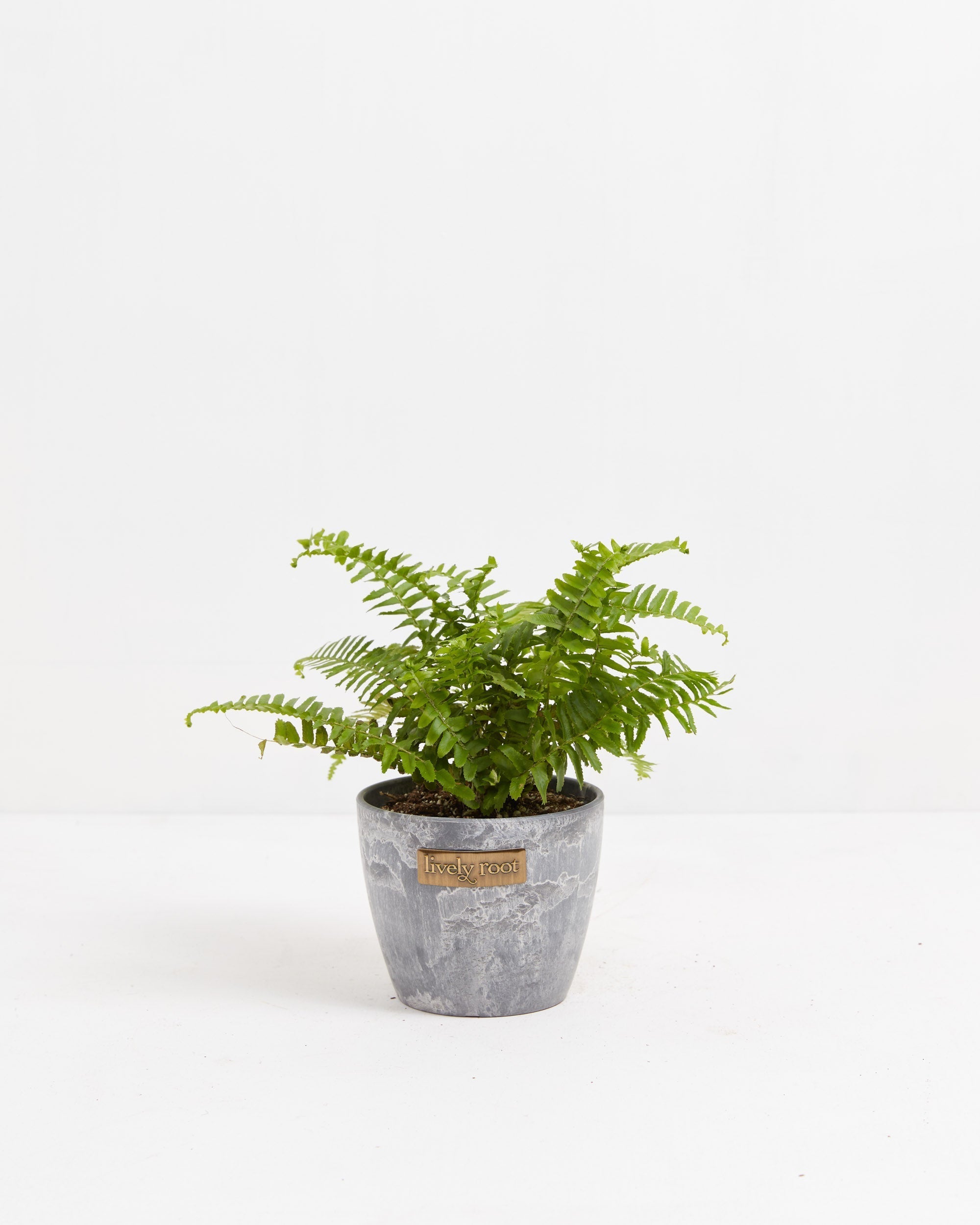 Boston Fern Plant