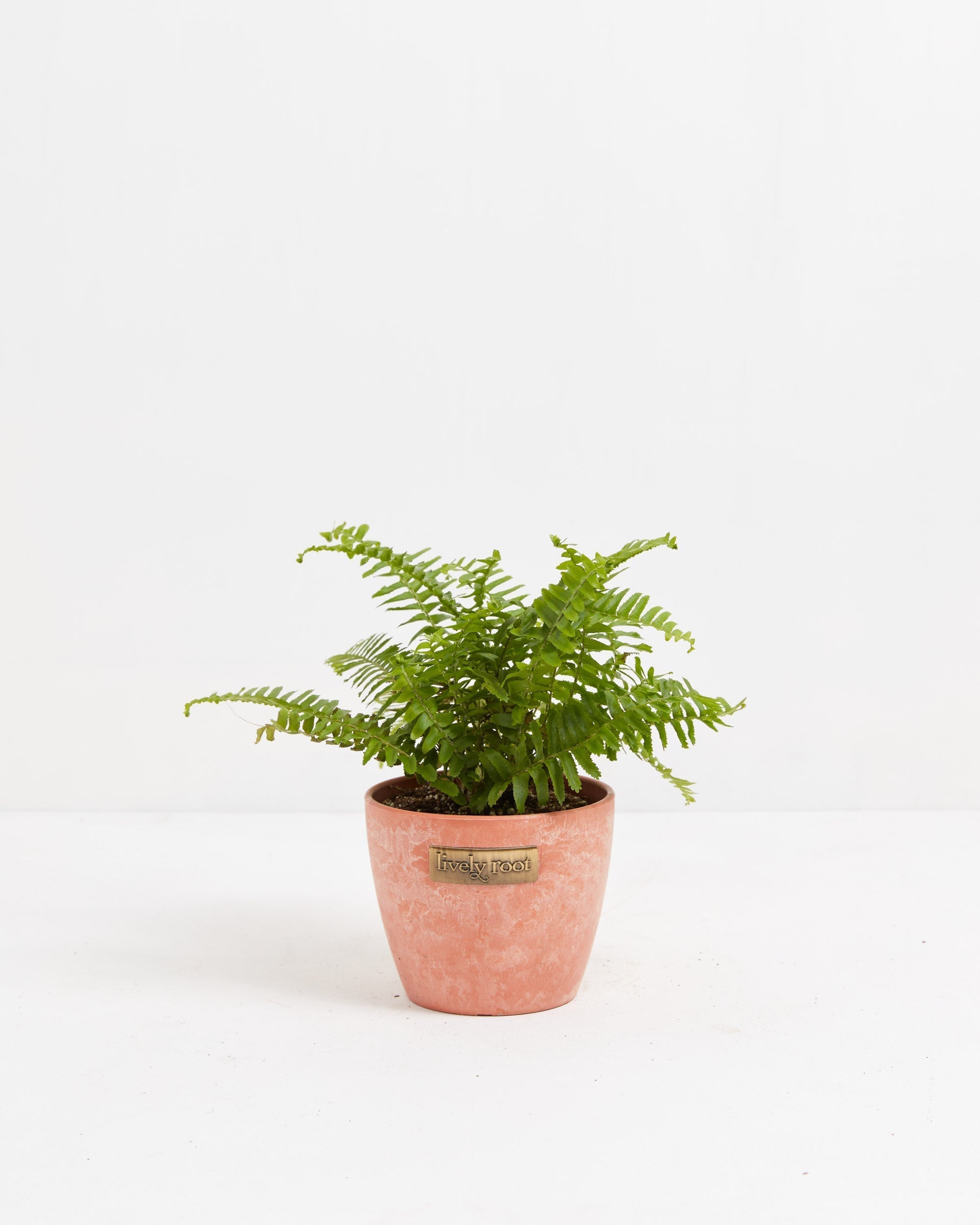 Boston Fern Plant
