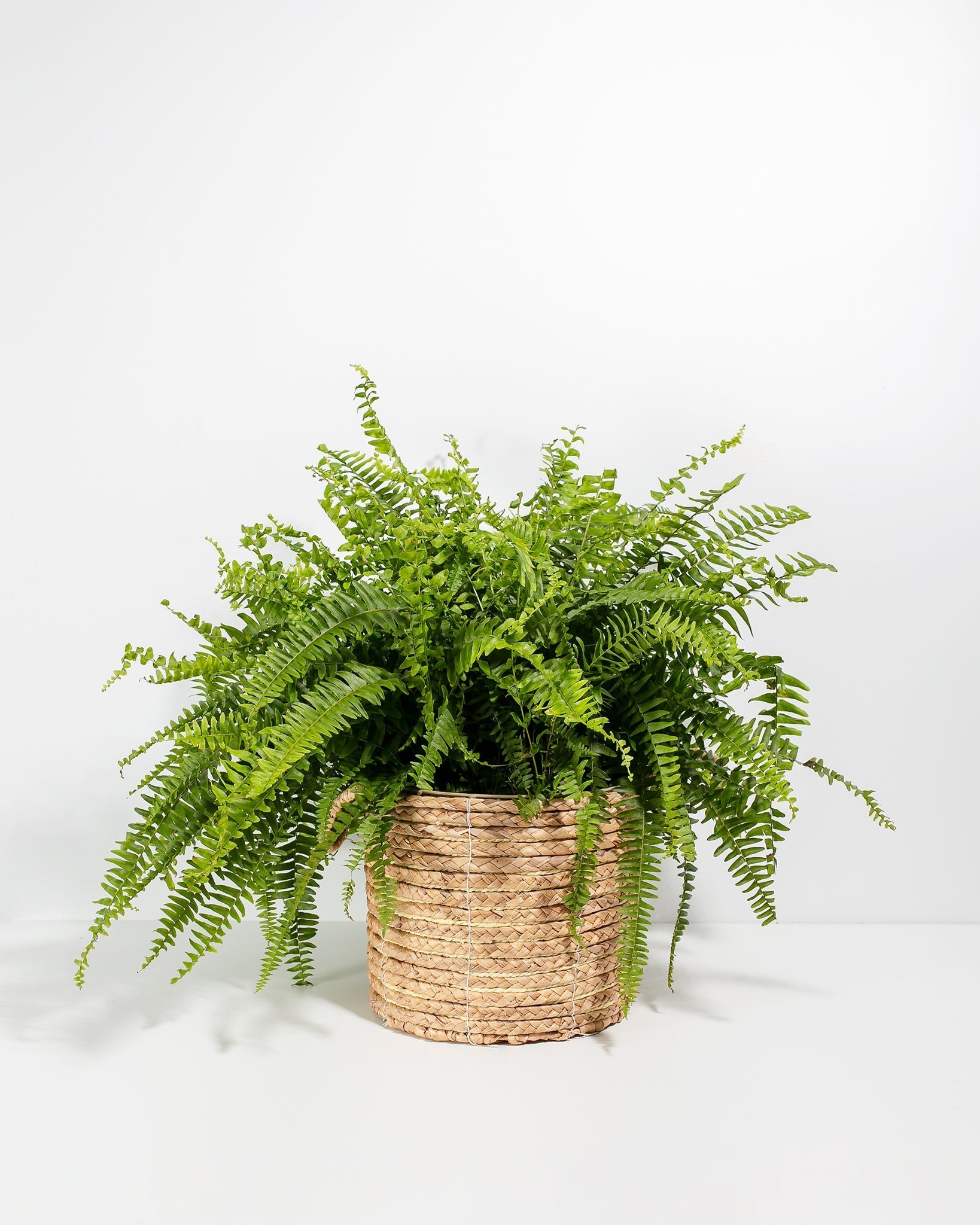 Boston Fern Plant
