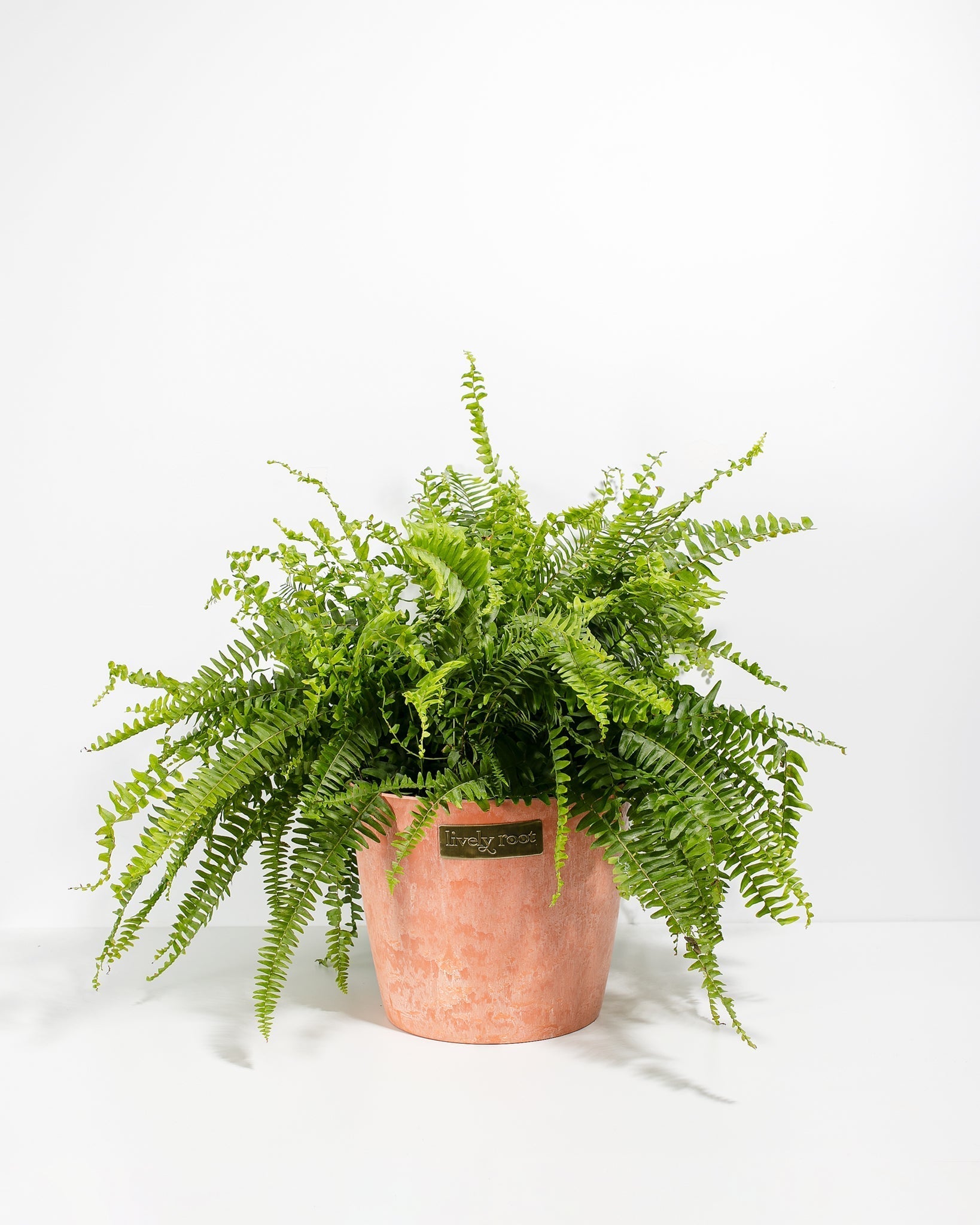 Boston Fern Plant