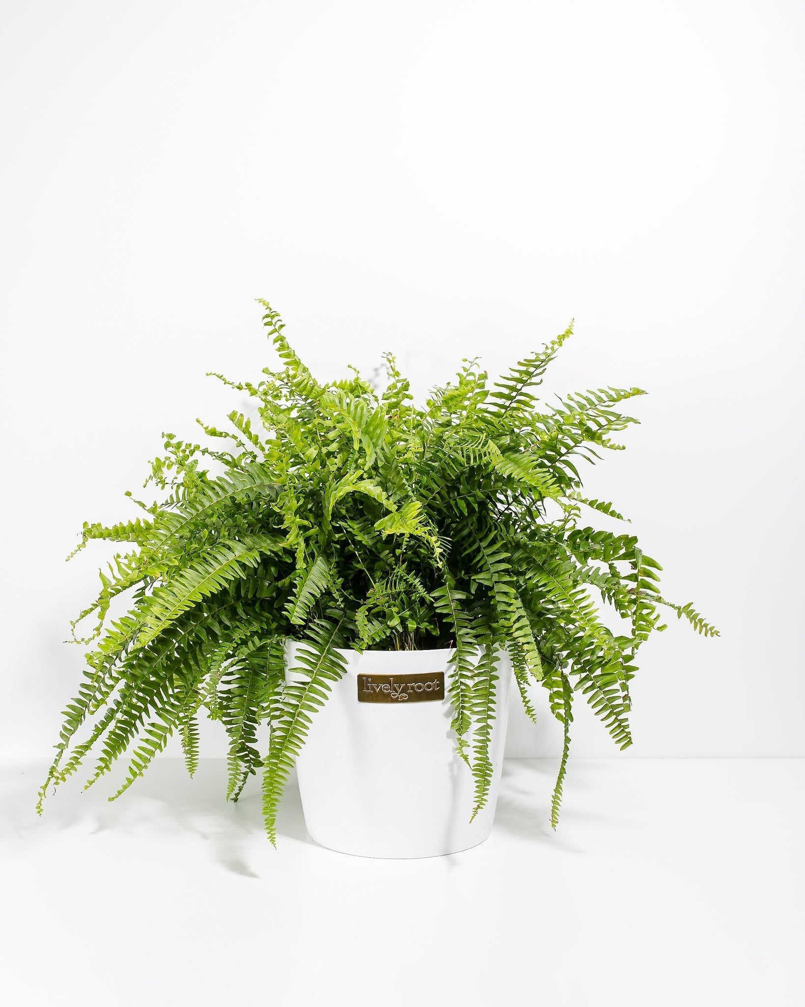 Boston Fern Plant