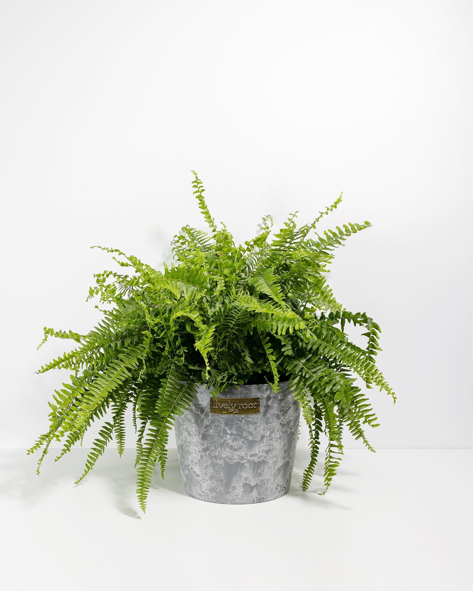Boston Fern Plant