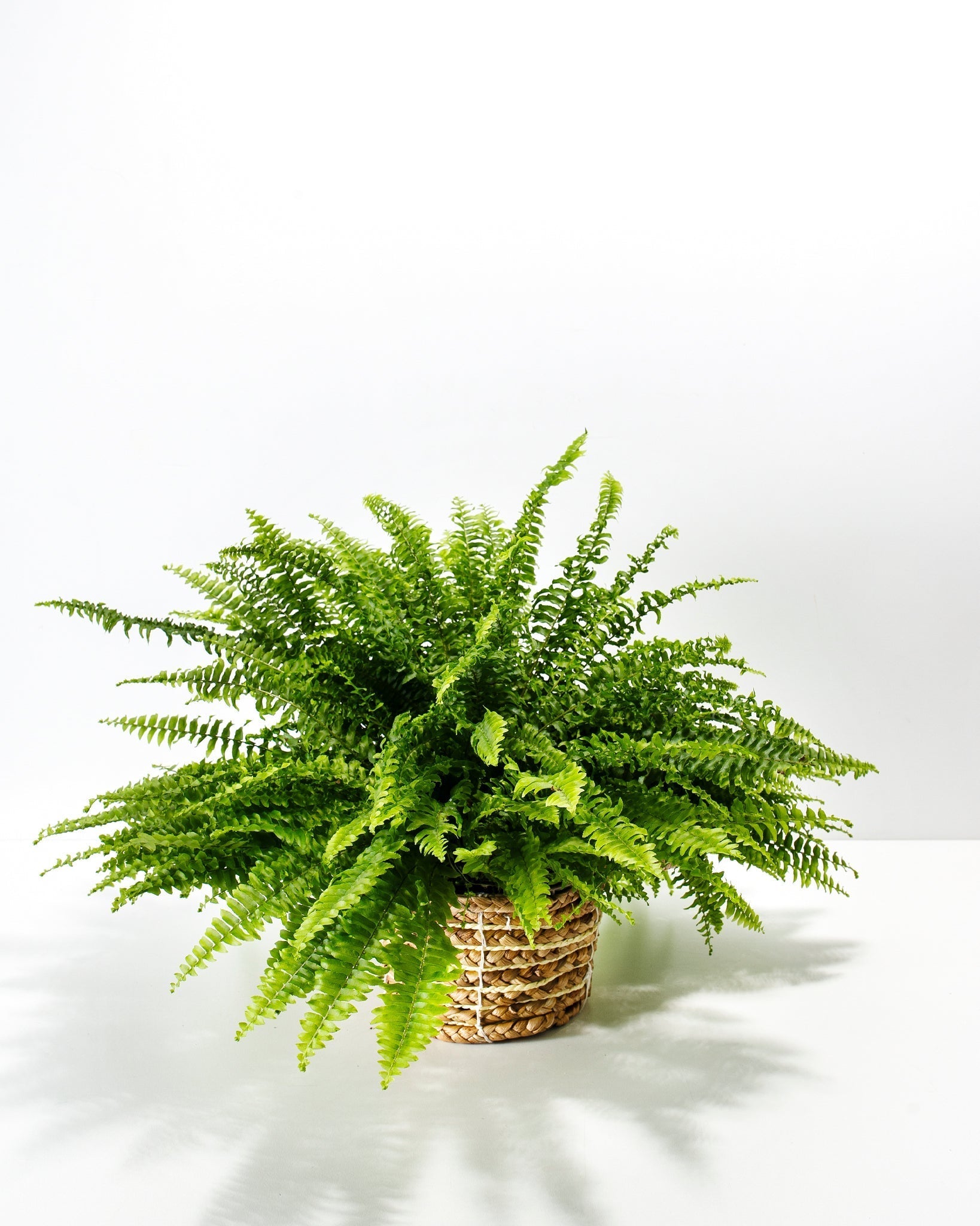 Boston Fern Plant
