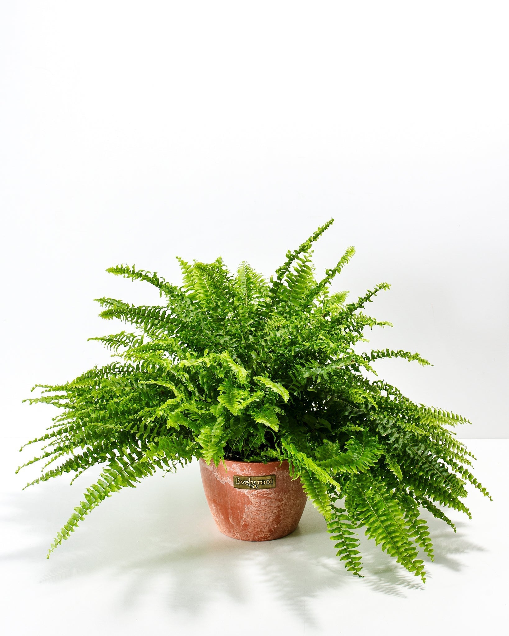 Boston Fern Plant