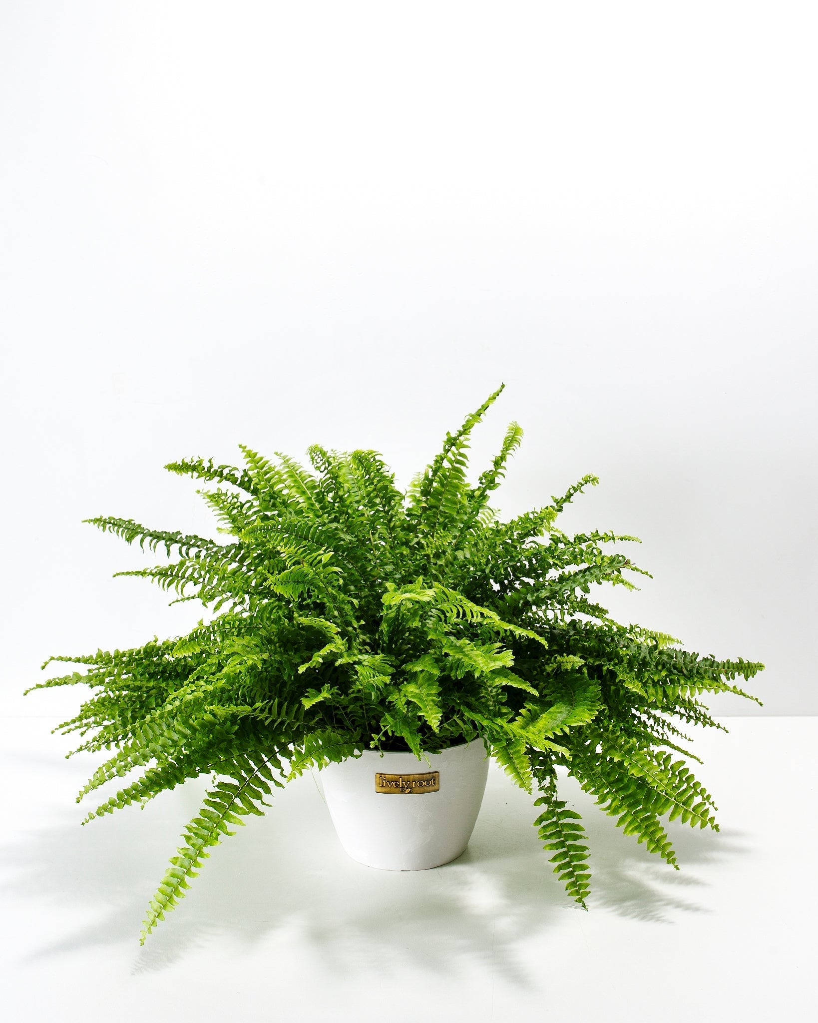 Boston Fern Plant