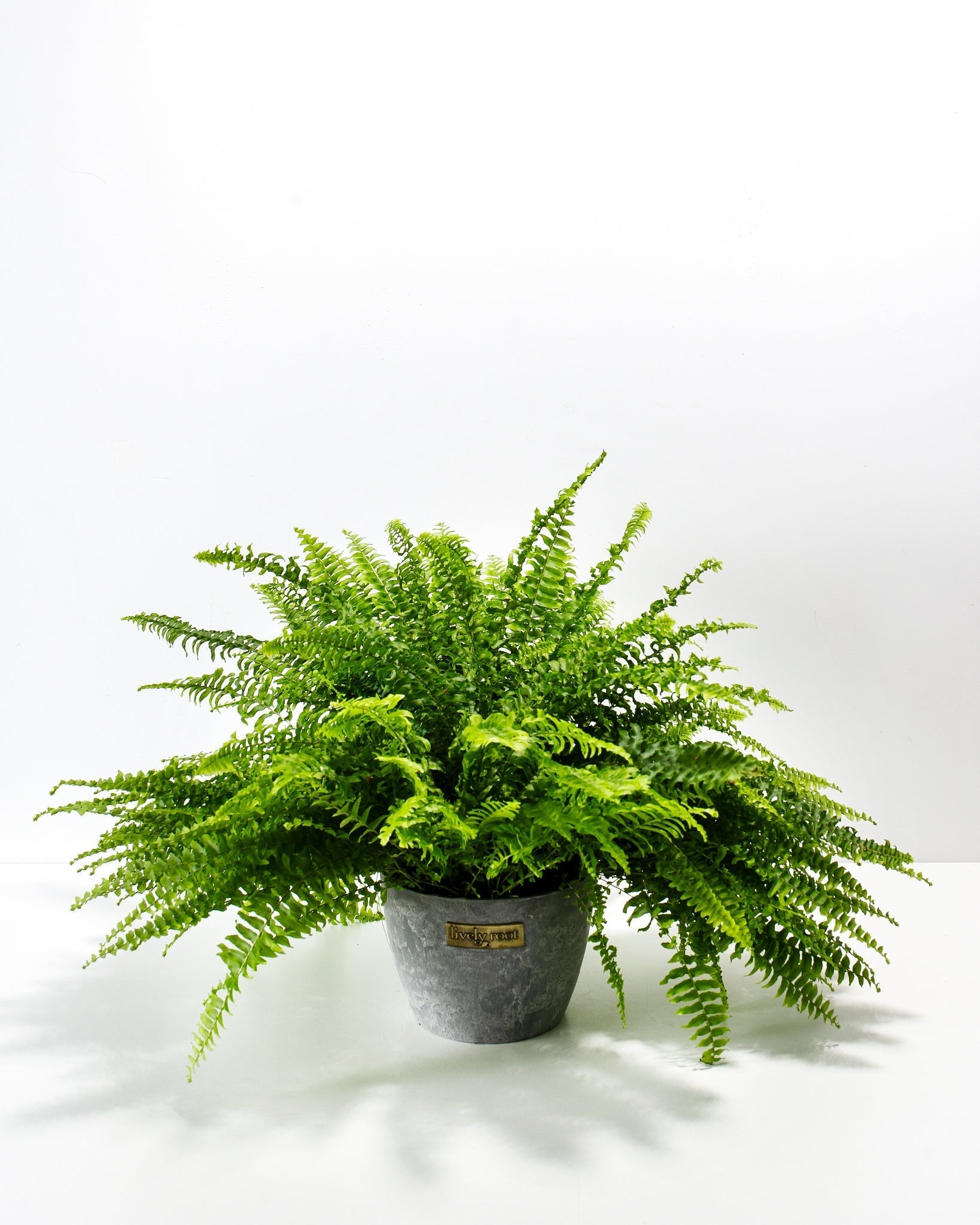 Boston Fern Plant
