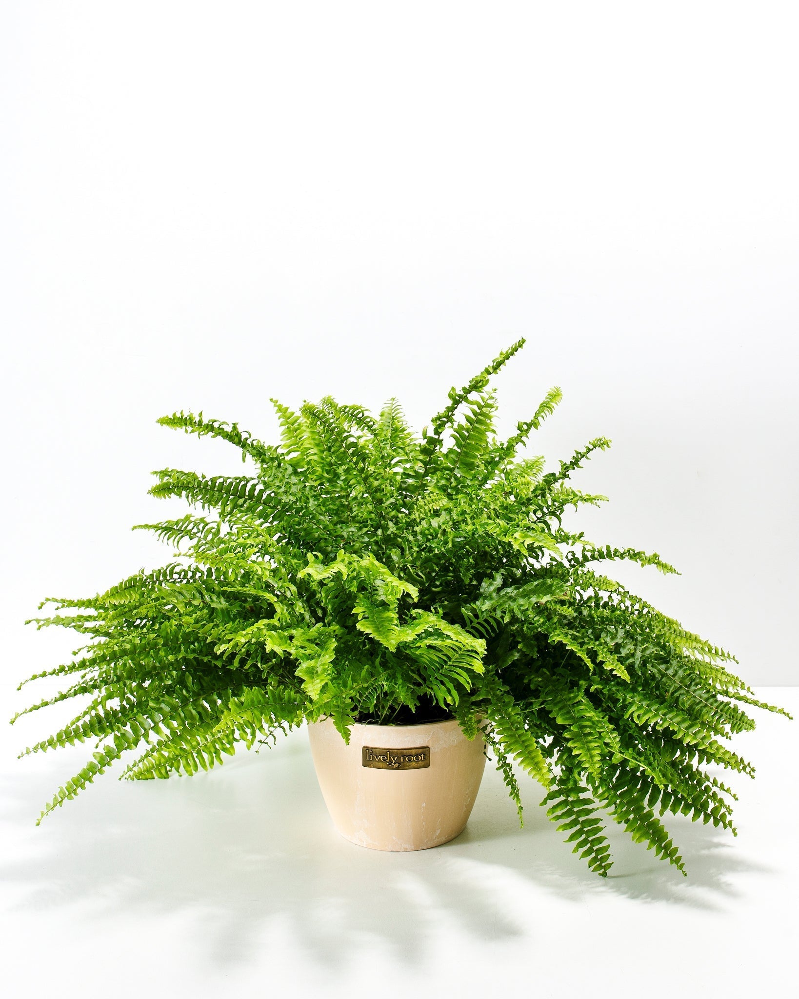 Boston Fern Plant