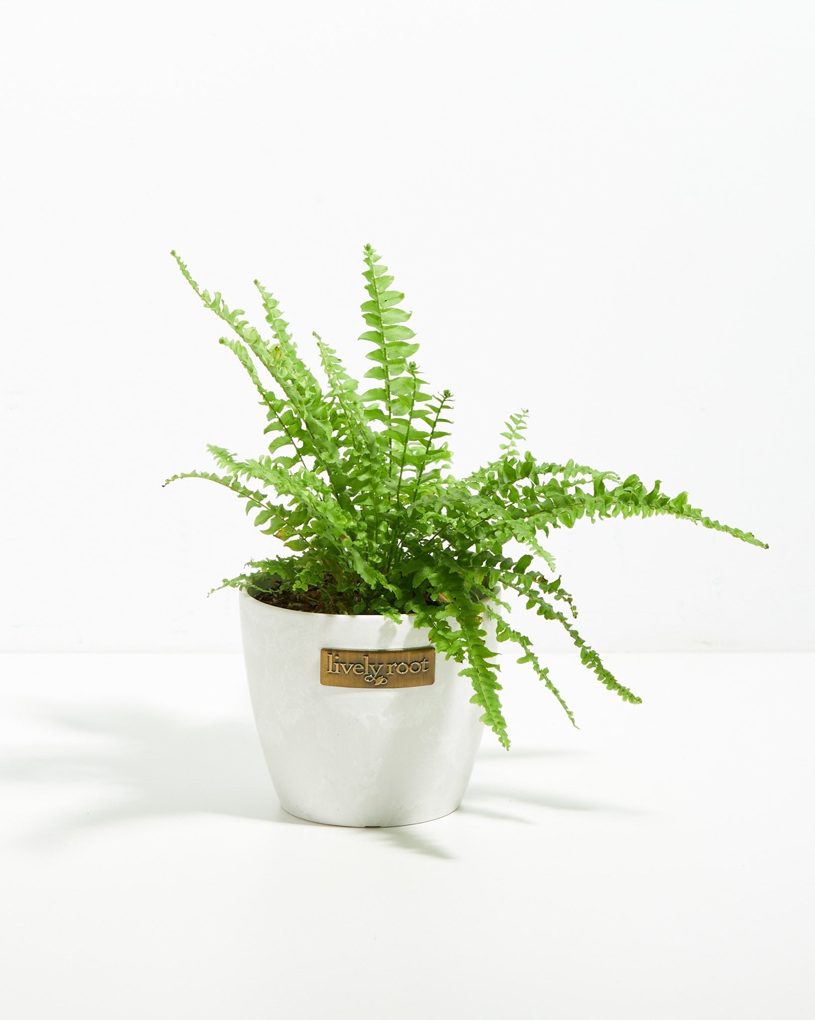 Boston Fern Plant