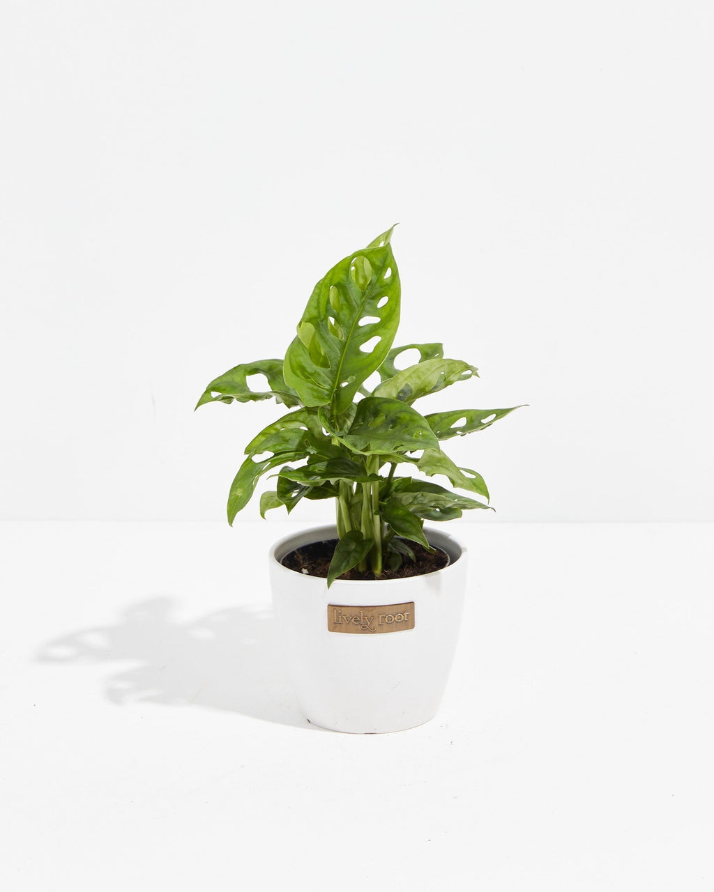 Swiss Cheese Plant