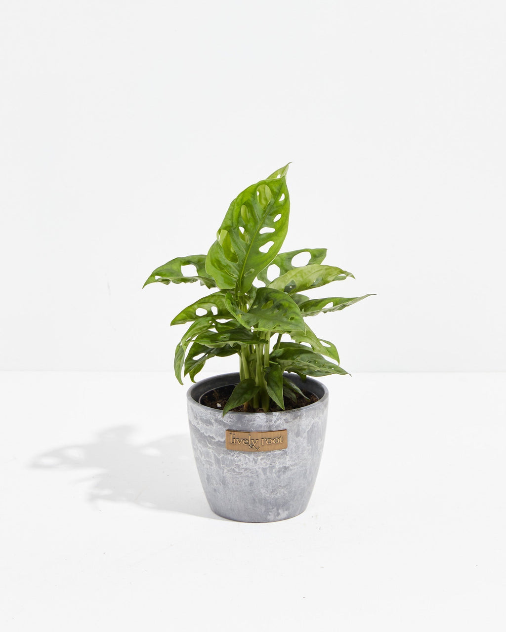 Swiss Cheese Plant