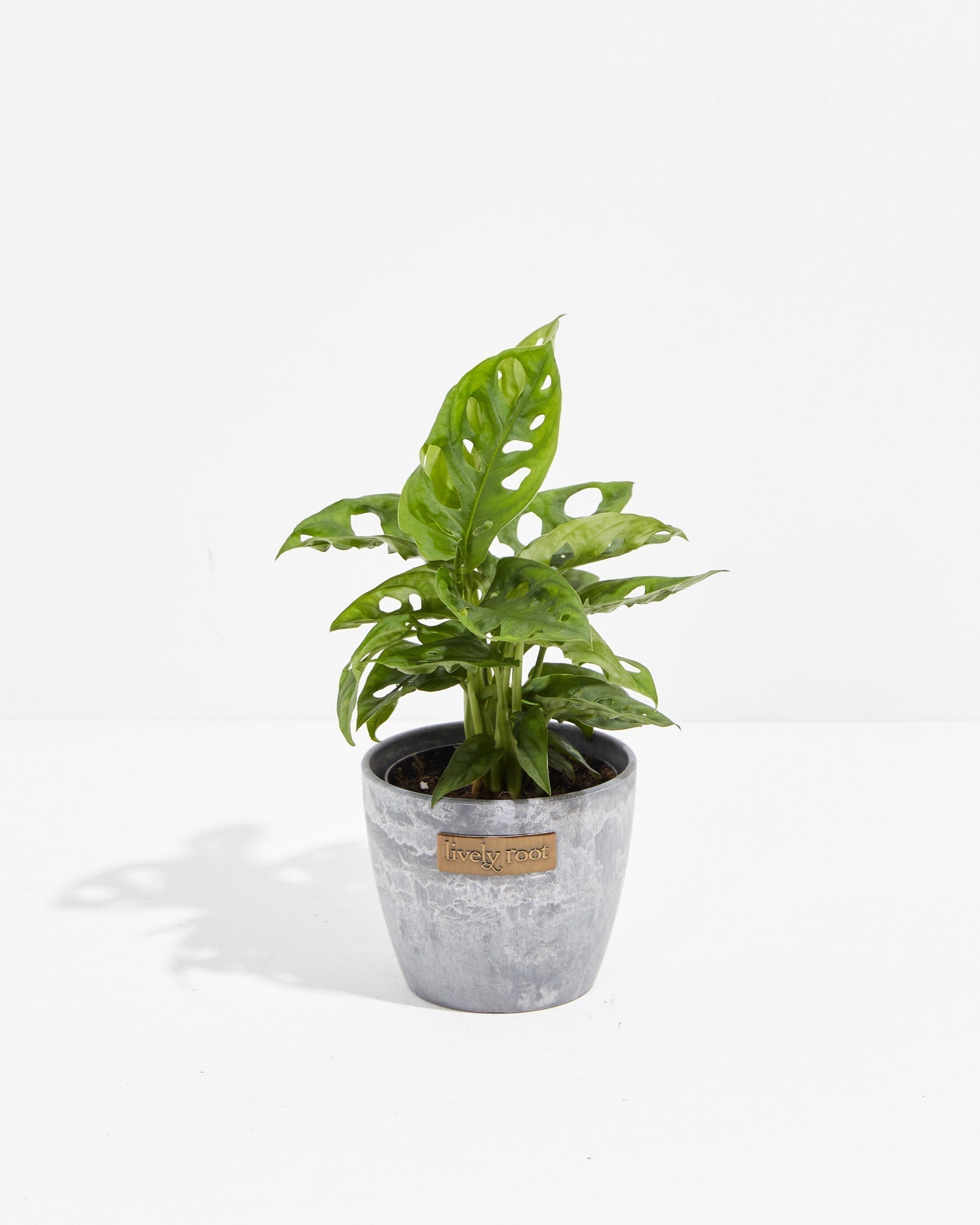 Swiss Cheese Plant