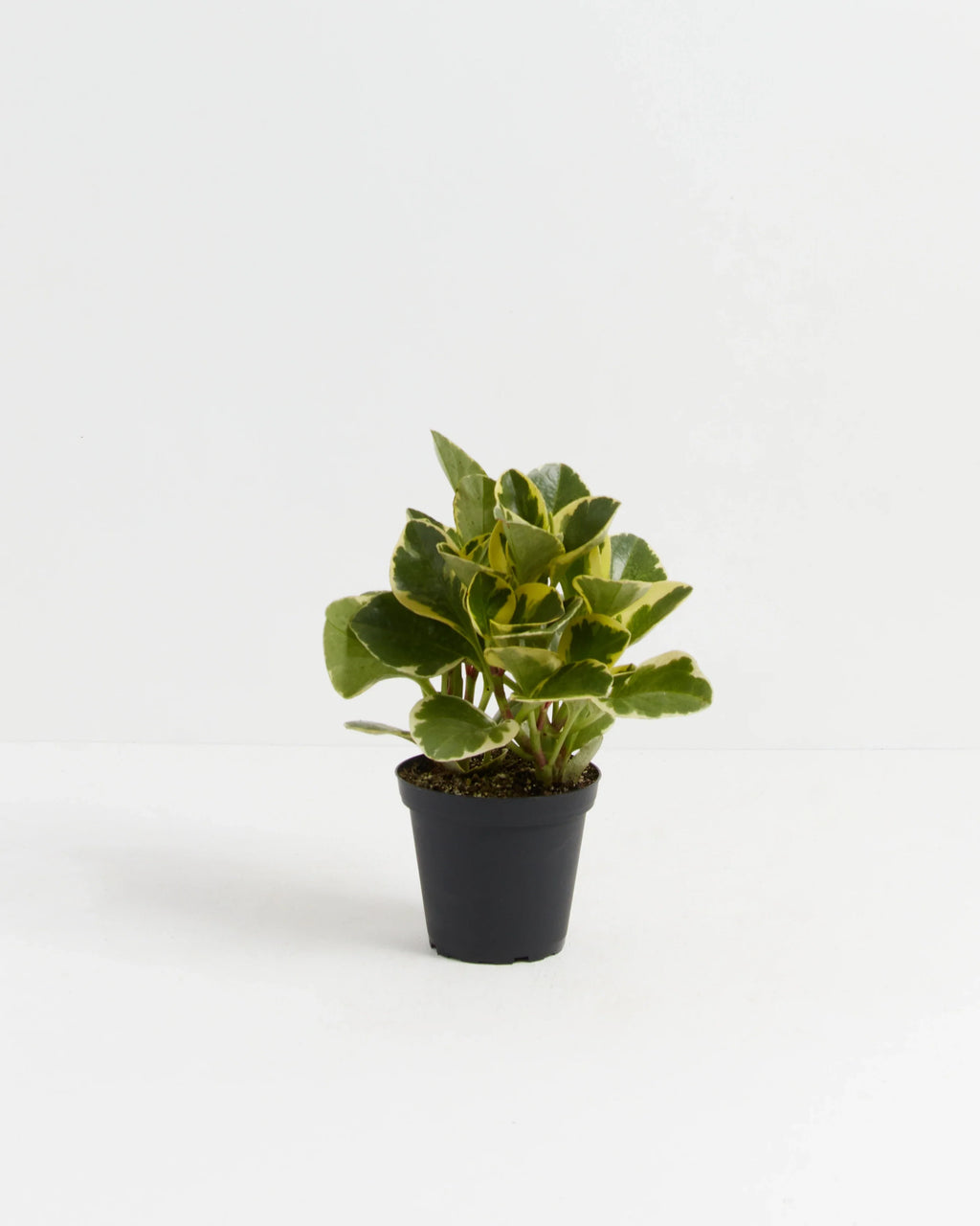 Baby Rubber Plant (Variegated Peperomia)