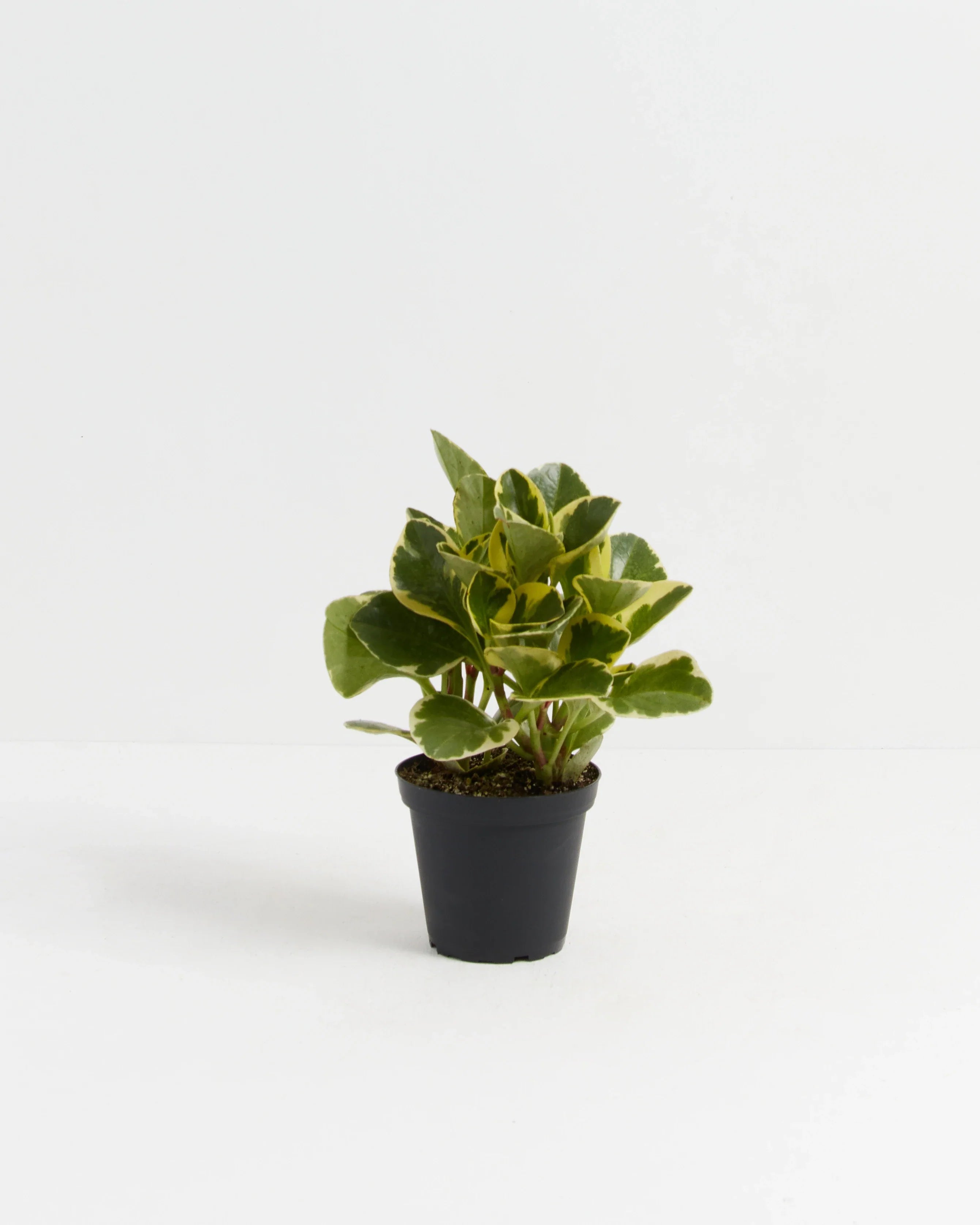 Baby Rubber Plant (Variegated Peperomia)