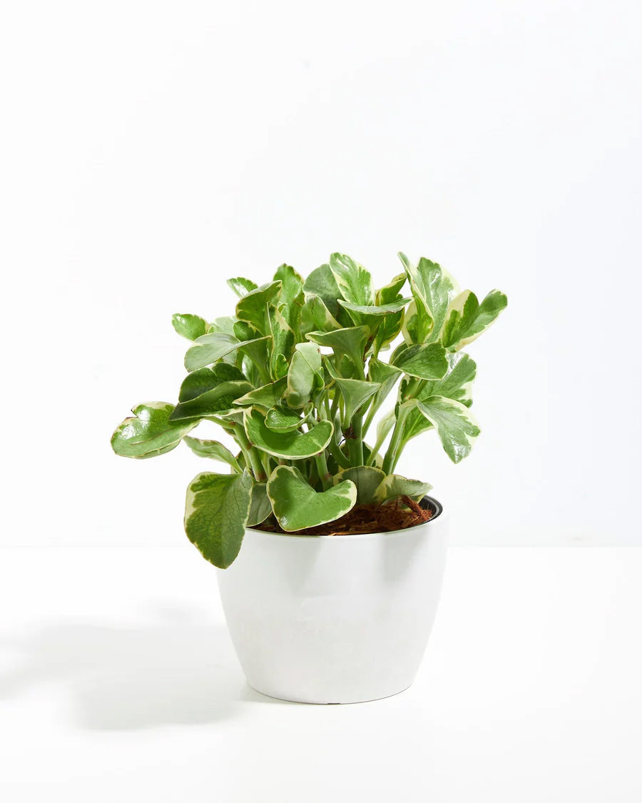 Baby Rubber Plant (Variegated Peperomia)