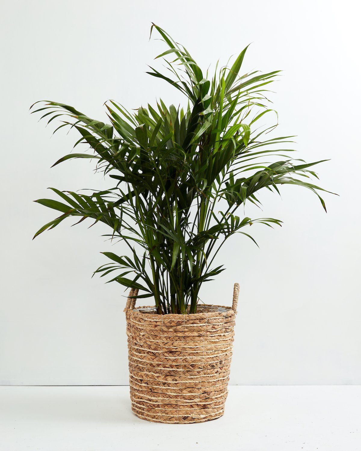 Cat Palm
