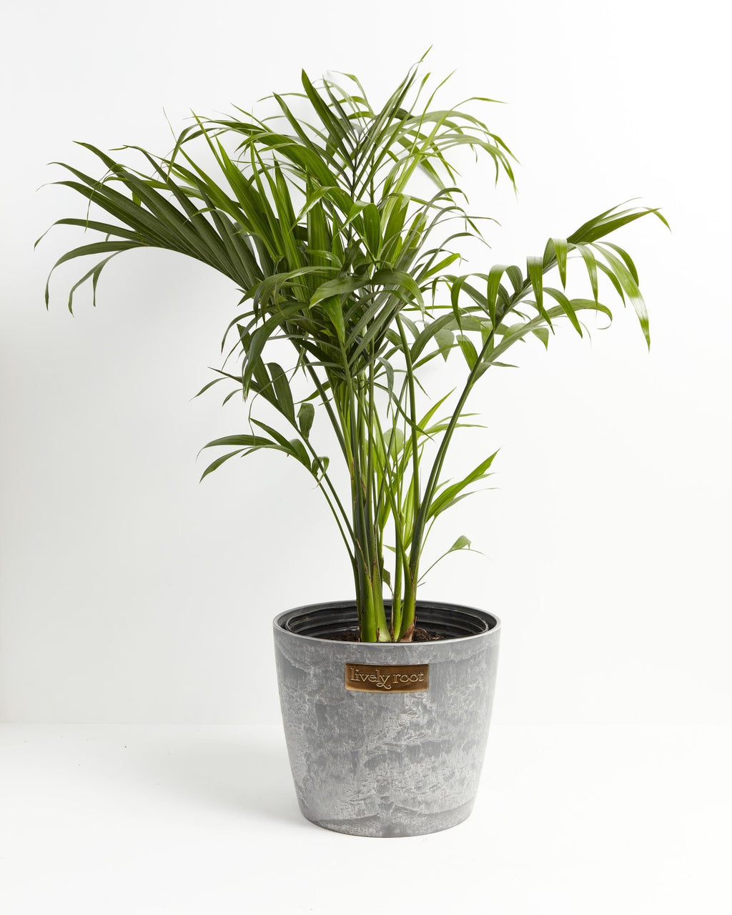 Cat Palm