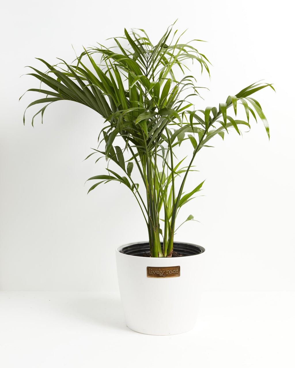 Cat Palm