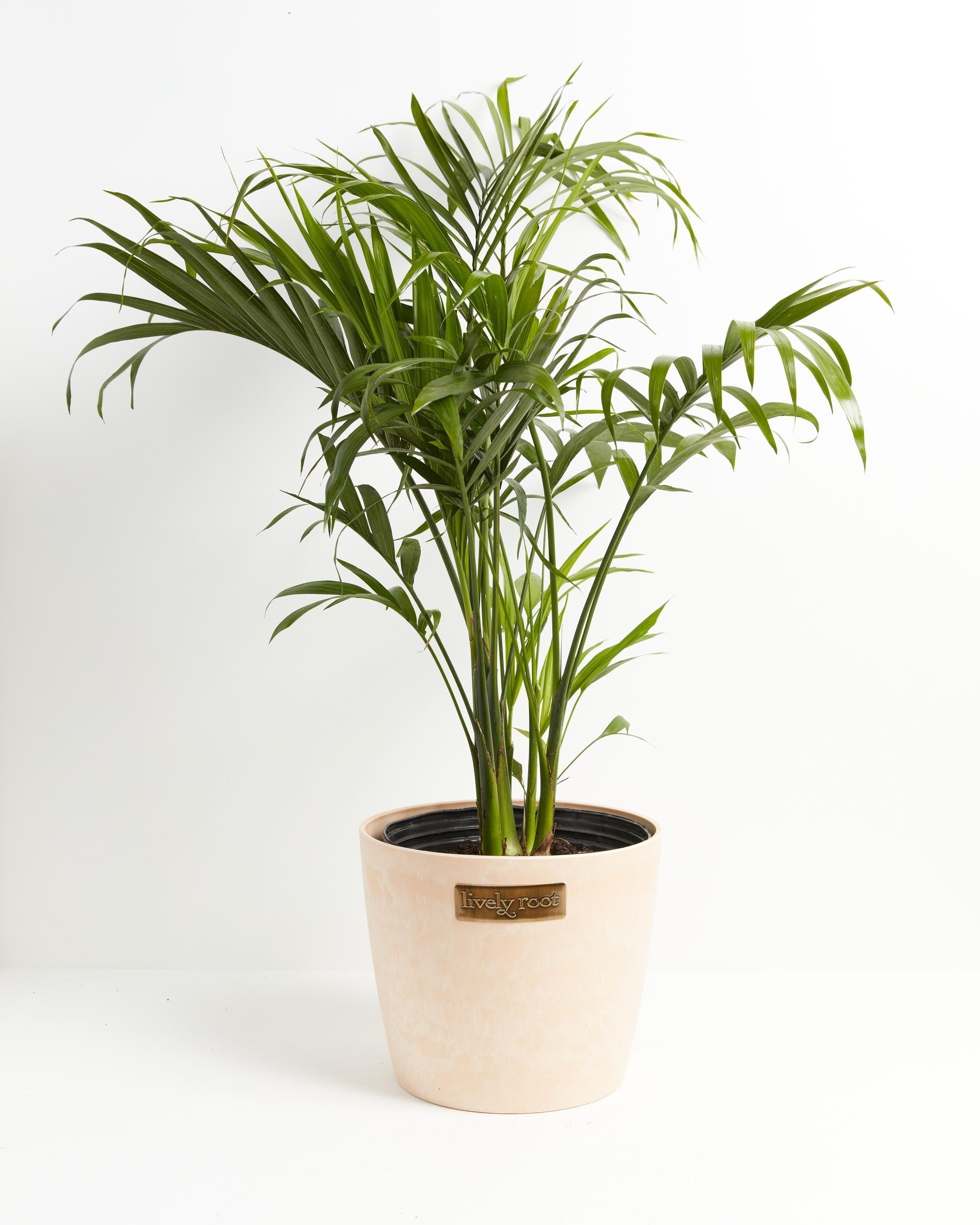 Cat Palm
