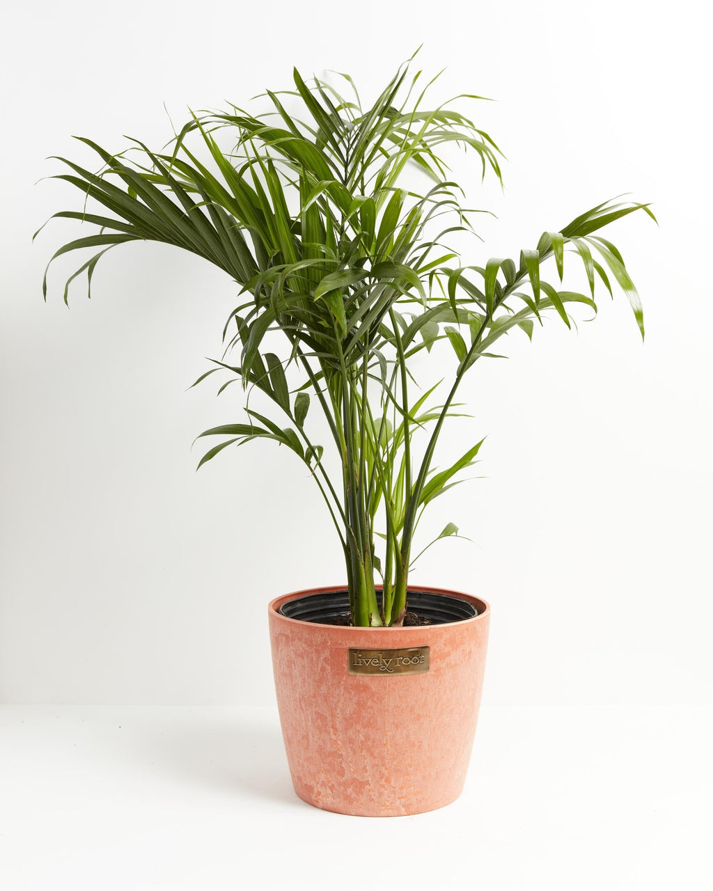 Cat Palm
