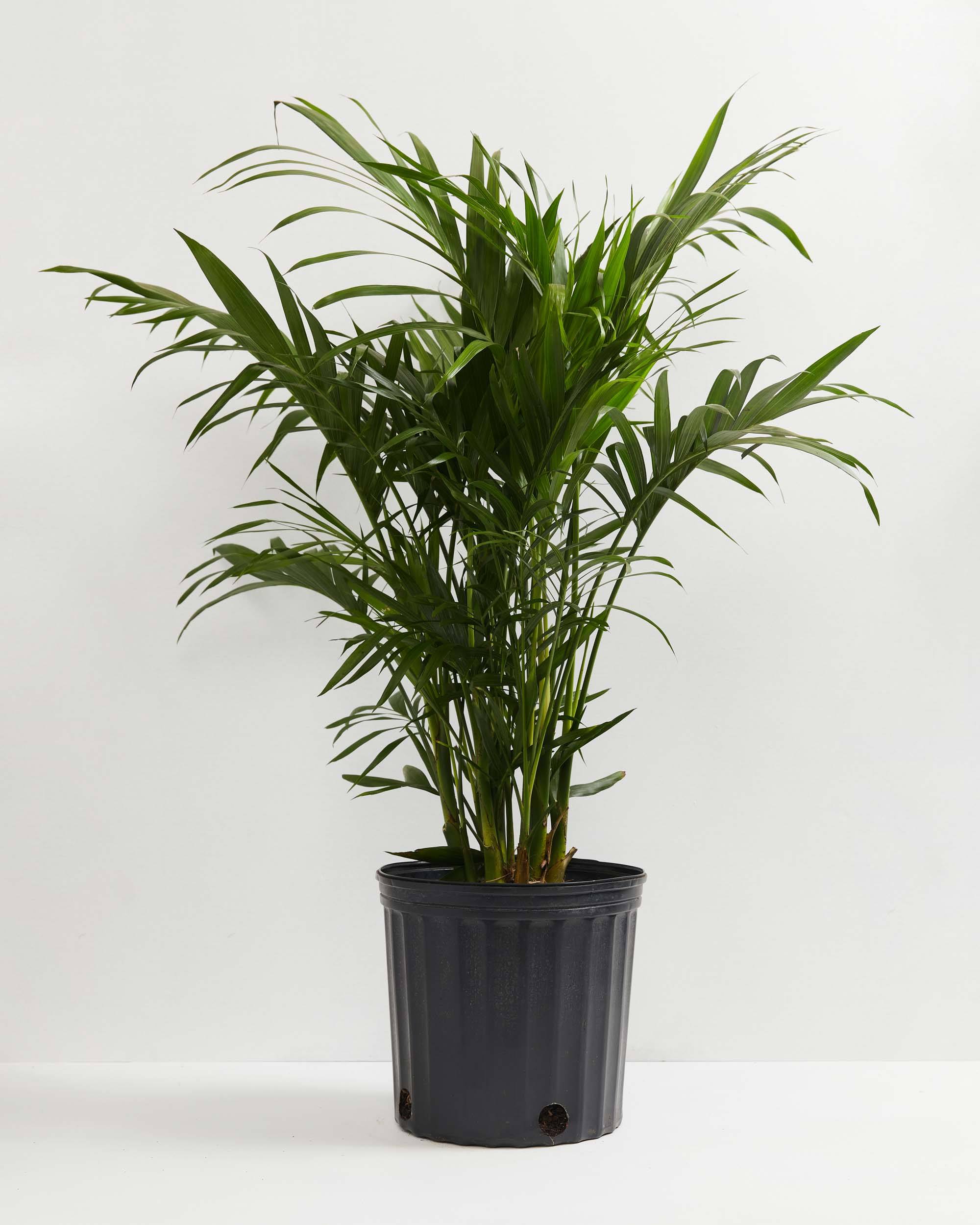 Cat Palm
