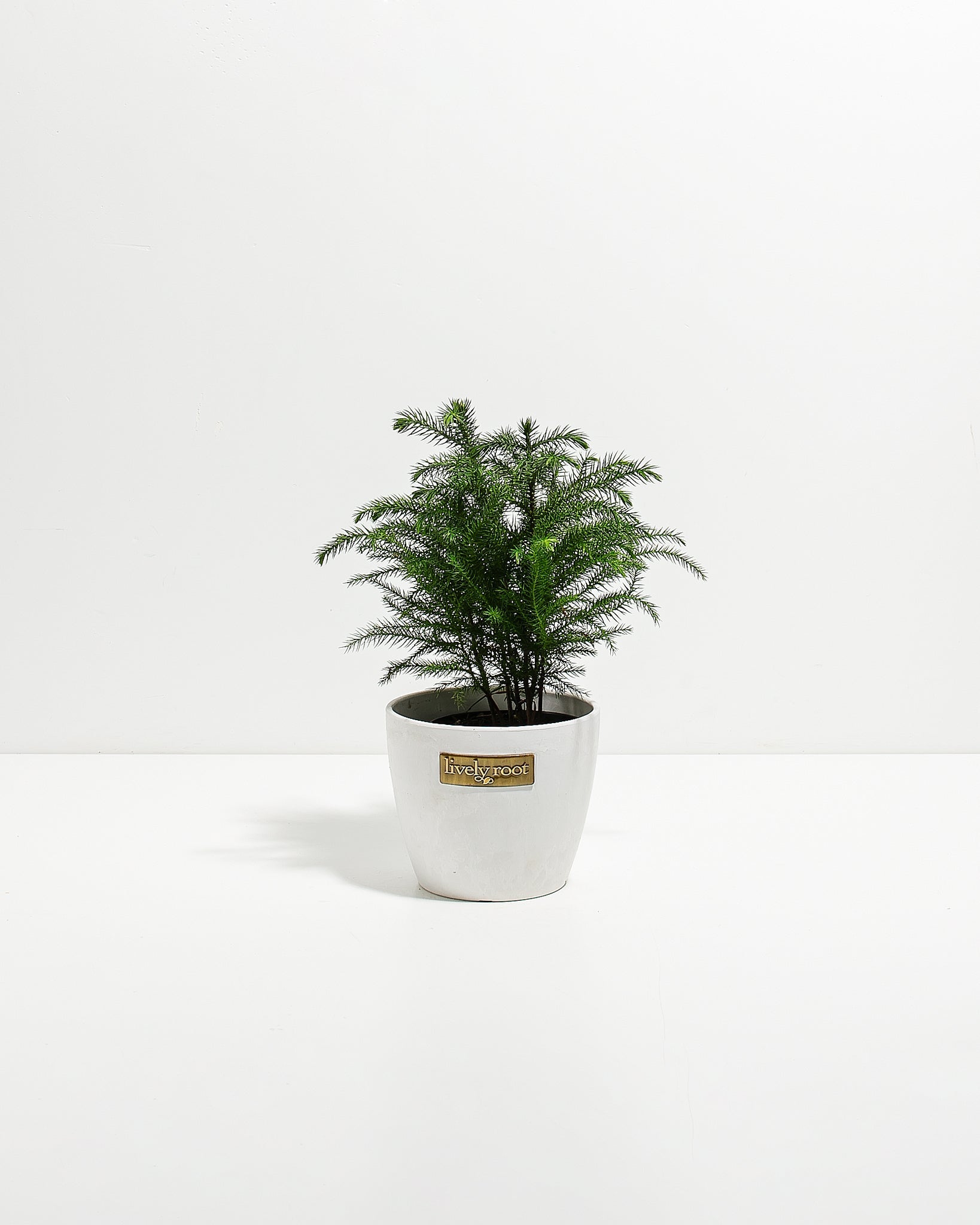 Norfolk Island Pine