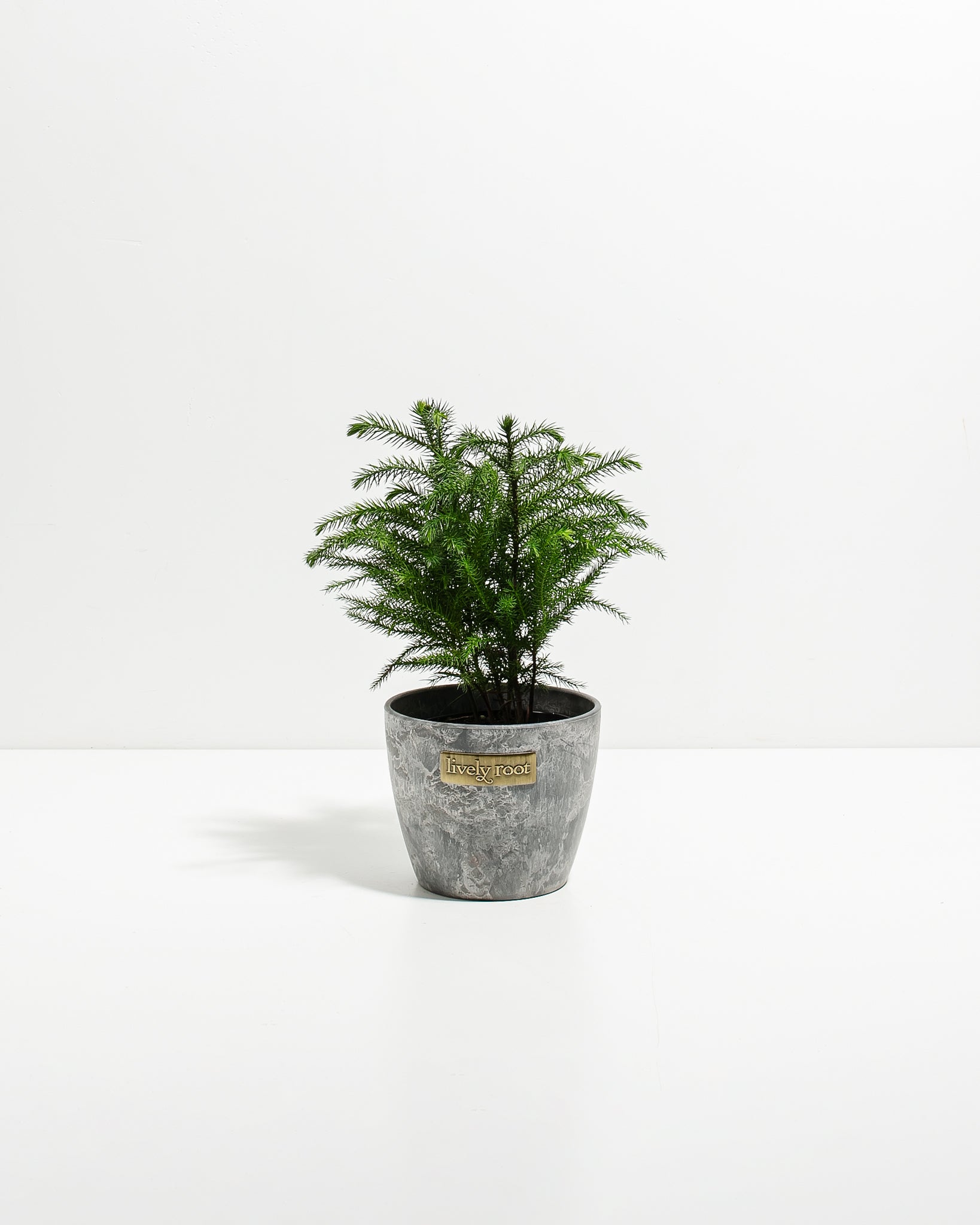 Norfolk Island Pine