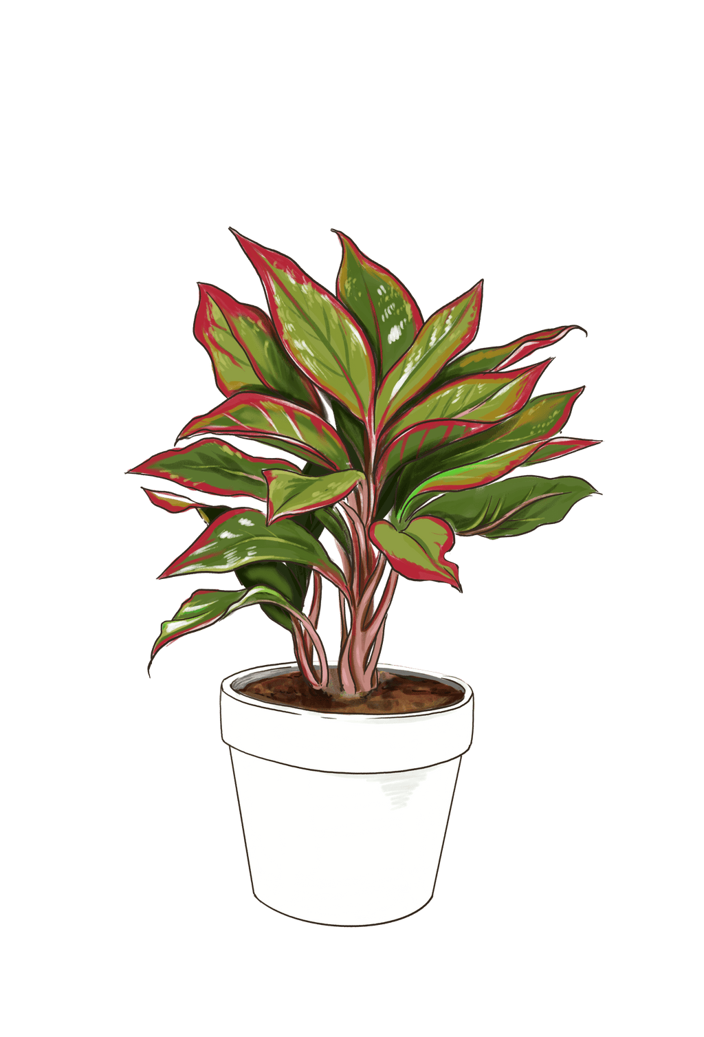 Aglaonema Red Siam