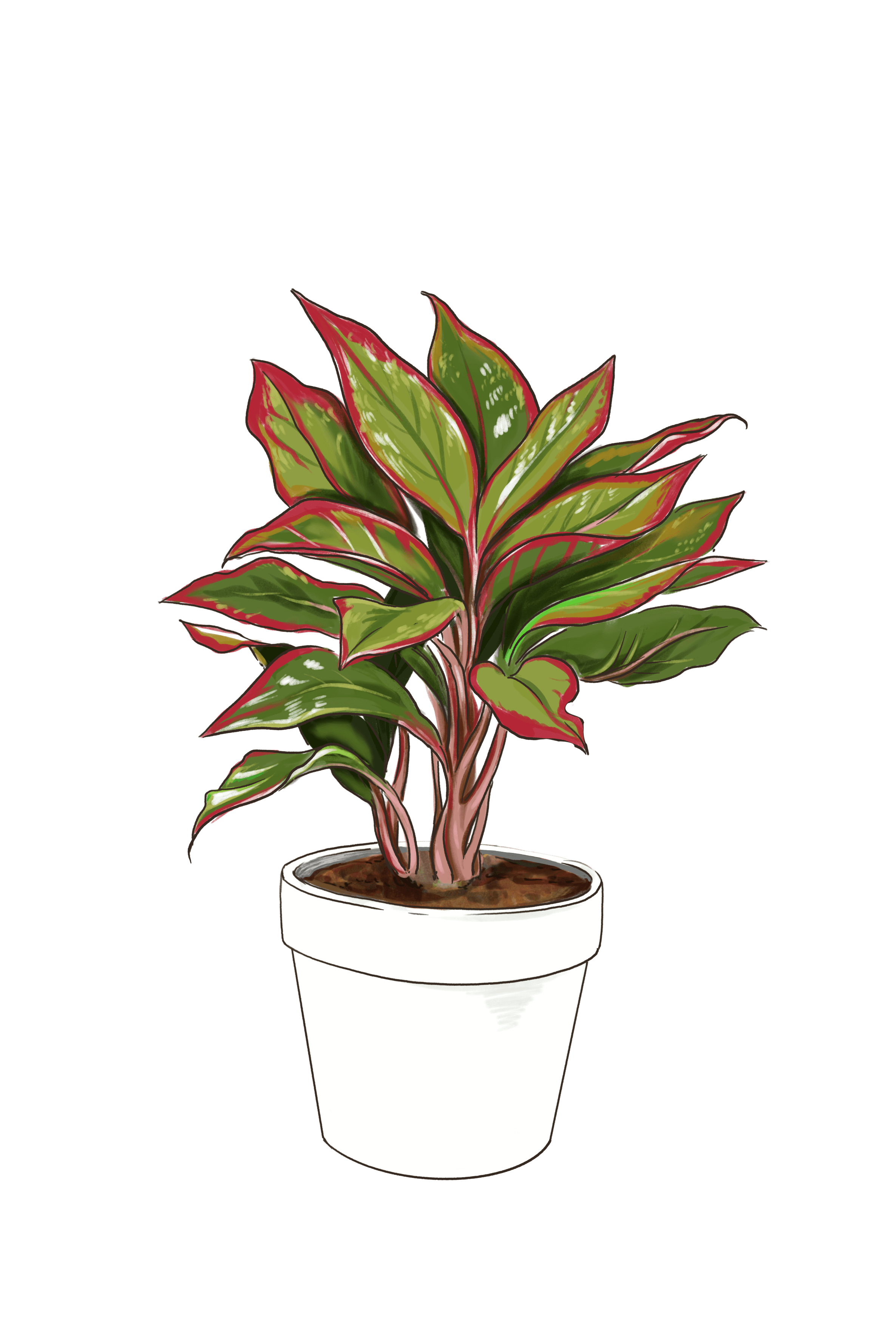 Aglaonema Red Siam