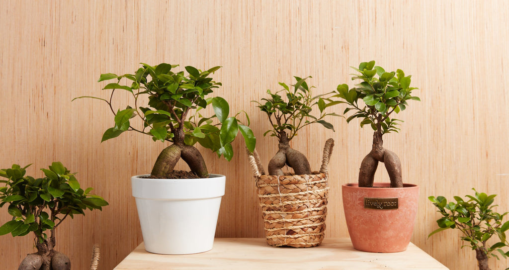 Ficus Ginseng