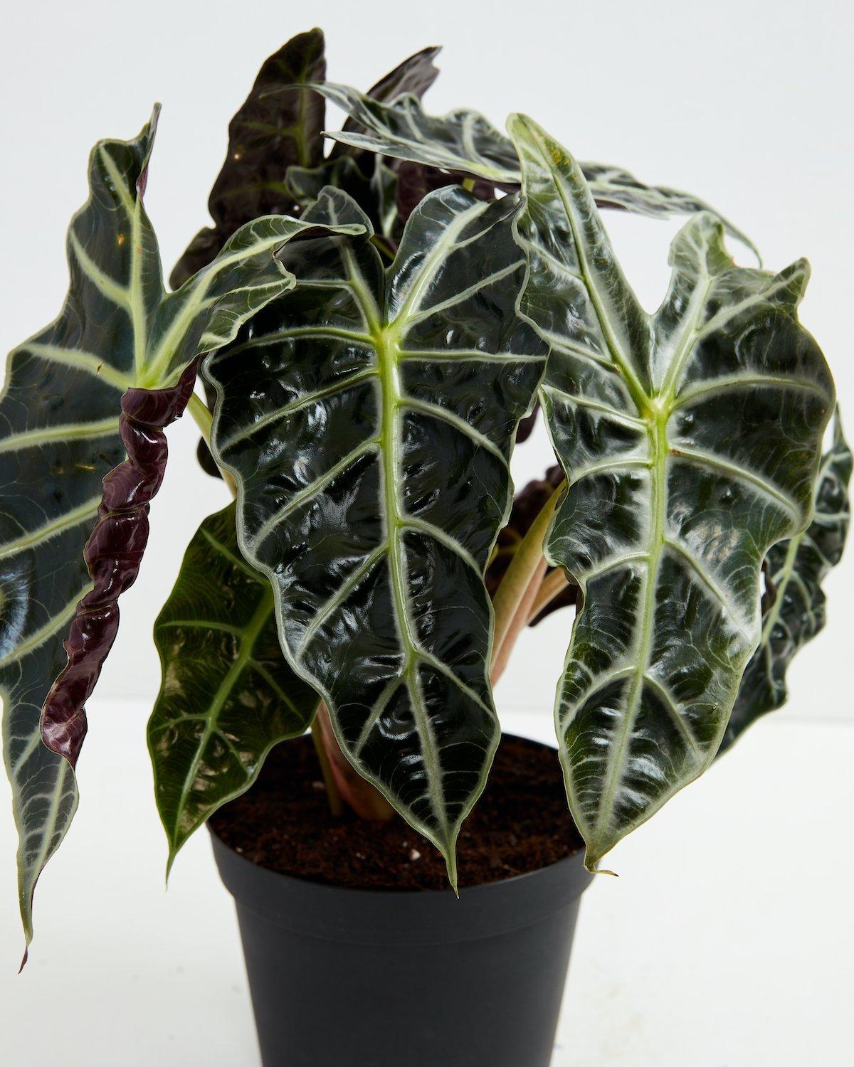Alocasia Polly