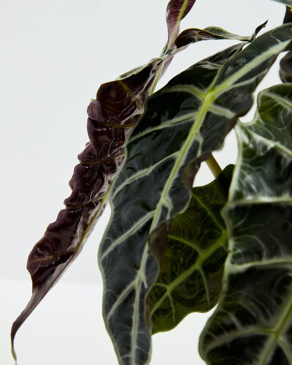 Alocasia Polly