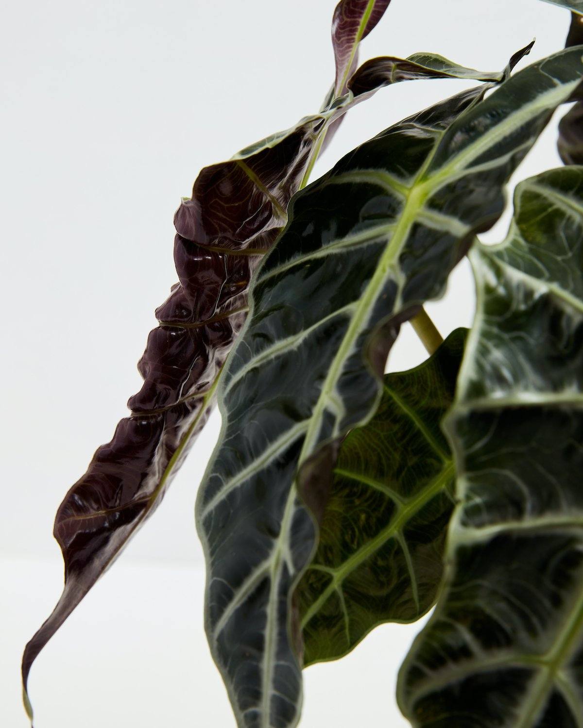Alocasia Polly