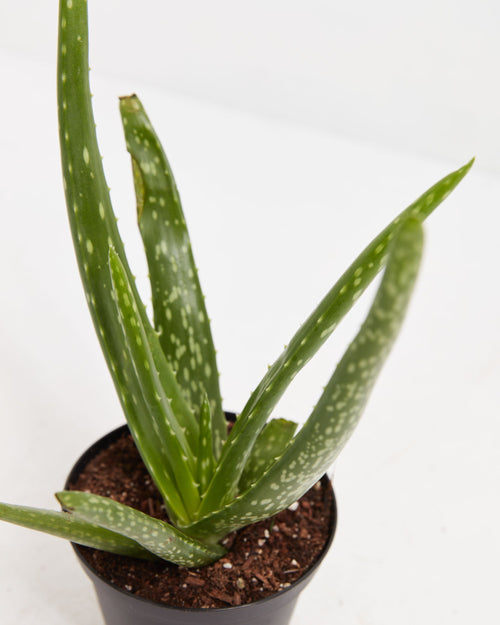 Aloe Vera Plant