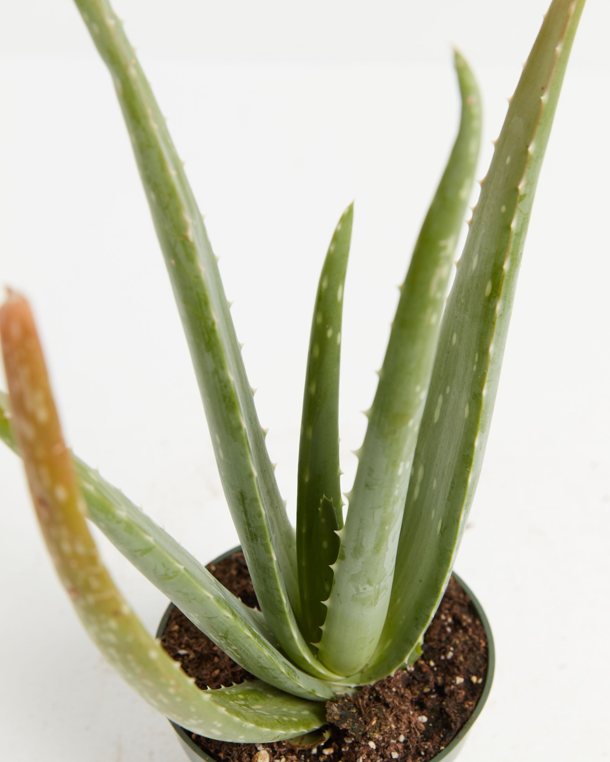 Aloe Vera Plant