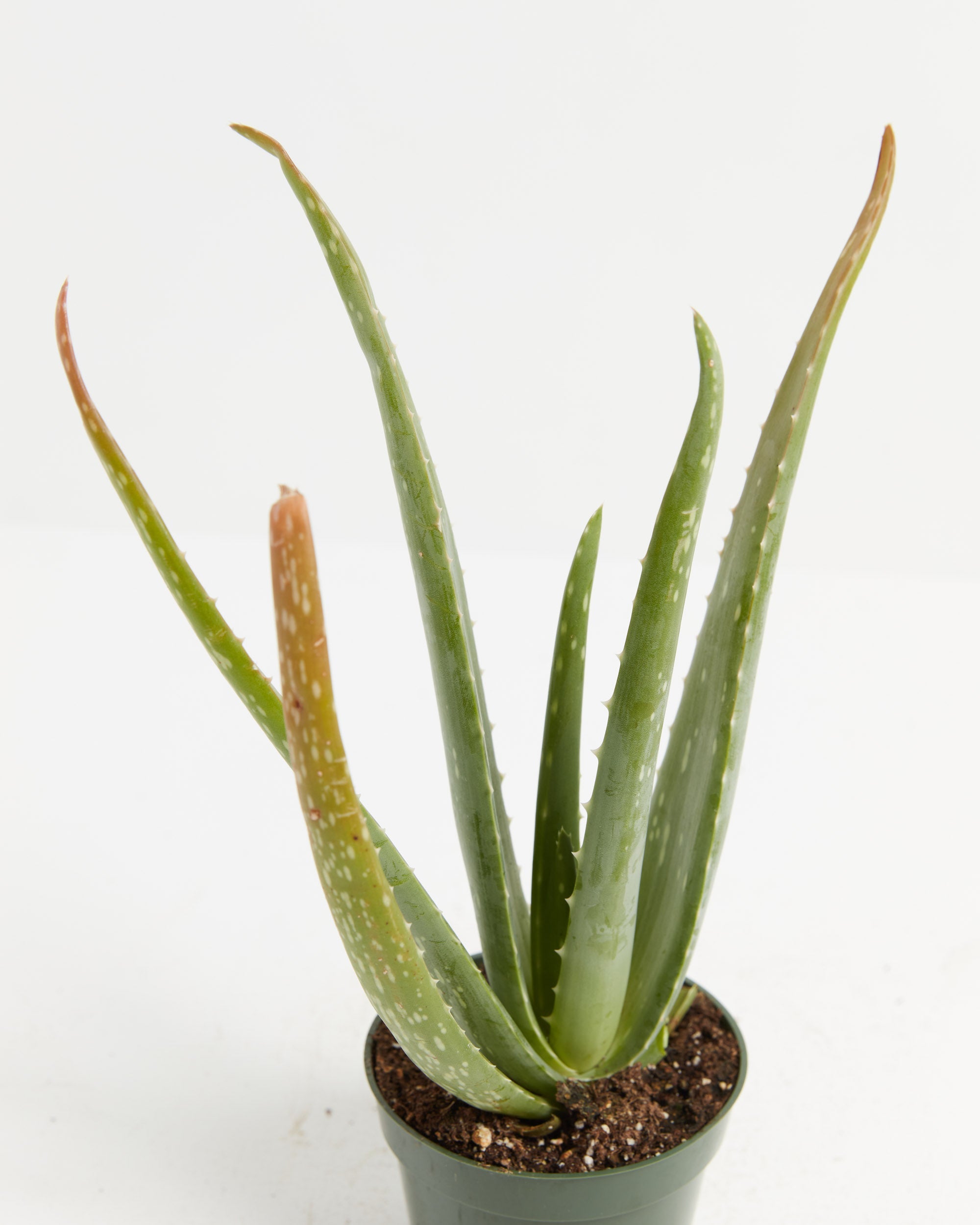 Aloe Vera Plant