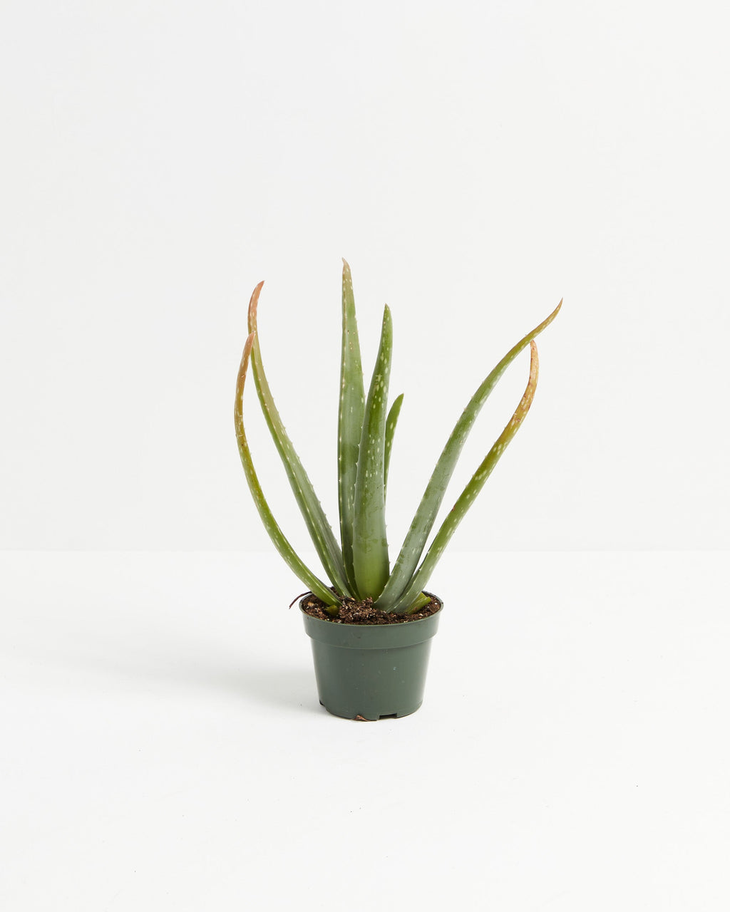 Aloe Vera Plant